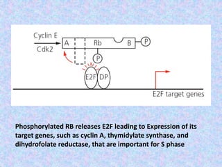 Phosphorylated RB releases E2F leading to Expression of its
target genes, such as cyclin A, thymidylate synthase, and
dihydrofolate reductase, that are important for S phase
 