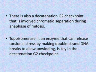 • There is also a decatenation G2 checkpoint
that is involved chromatid separation during
anaphase of mitosis.
• Topoisomerase II, an enzyme that can release
torsional stress by making double-strand DNA
breaks to allow unwinding, is key in the
decatenation G2 checkpoint.
 