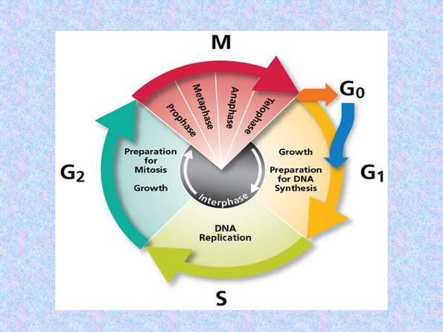 Cell cycle Biology Diagrams