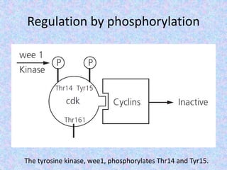 Regulation by phosphorylation
The tyrosine kinase, wee1, phosphorylates Thr14 and Tyr15.
 