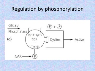 Regulation by phosphorylation
 