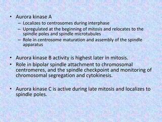 • Aurora kinase A
– Localizes to centrosomes during interphase
– Upregulated at the beginning of mitosis and relocates to the
spindle poles and spindle microtubules
– Role in centrosome maturation and assembly of the spindle
apparatus
• Aurora kinase B activity is highest later in mitosis.
• Role in bipolar spindle attachment to chromosomal
centromeres, and the spindle checkpoint and monitoring of
chromosomal segregation and cytokinesis.
• Aurora kinase C is active during late mitosis and localizes to
spindle poles.
 