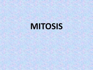 MITOSIS
 