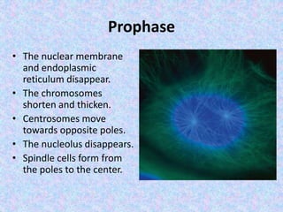 Prophase
• The nuclear membrane
and endoplasmic
reticulum disappear.
• The chromosomes
shorten and thicken.
• Centrosomes move
towards opposite poles.
• The nucleolus disappears.
• Spindle cells form from
the poles to the center.
 