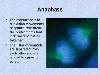 Anaphase
• The contraction and
relaxation movements
of spindle cells break
the centromeres that
lock the chromatids
together.
• The sister chromatids
are separated from
each other and are
moved to opposite
poles.
 
