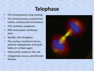 Telophase
• The chromosomes stop moving.
• The chromosomes unwind their
helices and become chromatins.
• The nucleolus reappears.
• RNA and protein syntheses
start.
• Spindle cells disappear.
• The nuclear membrane forms,
and the endoplasmic reticulum
takes on a shape again.
• Vital events restart in the cell.
• Cytogenesis occurs, and division
finishes.
 