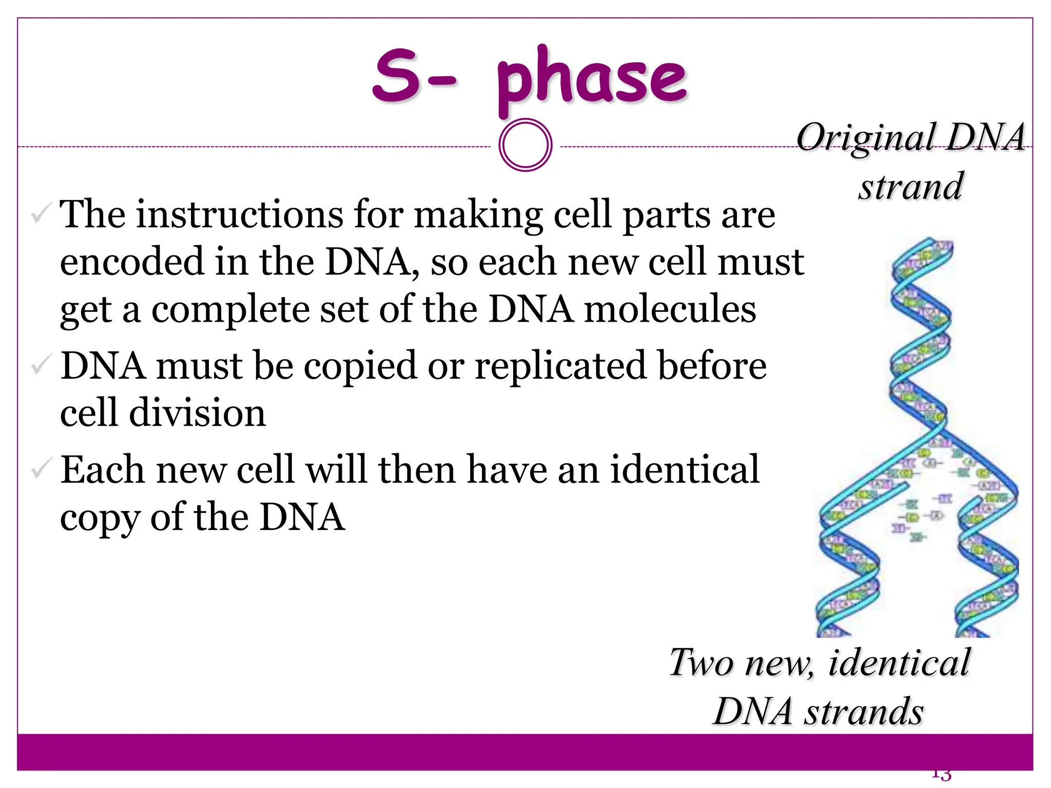 S- phase
 The instructions for making cell parts are
encoded in the DNA, so each new cell must
get a complete set of the DNA molecules
 DNA must be copied or replicated before
cell division
 Each new cell will then have an identical
copy of the DNA
13
Original DNA
strand
Two new, identical
DNA strands
 
