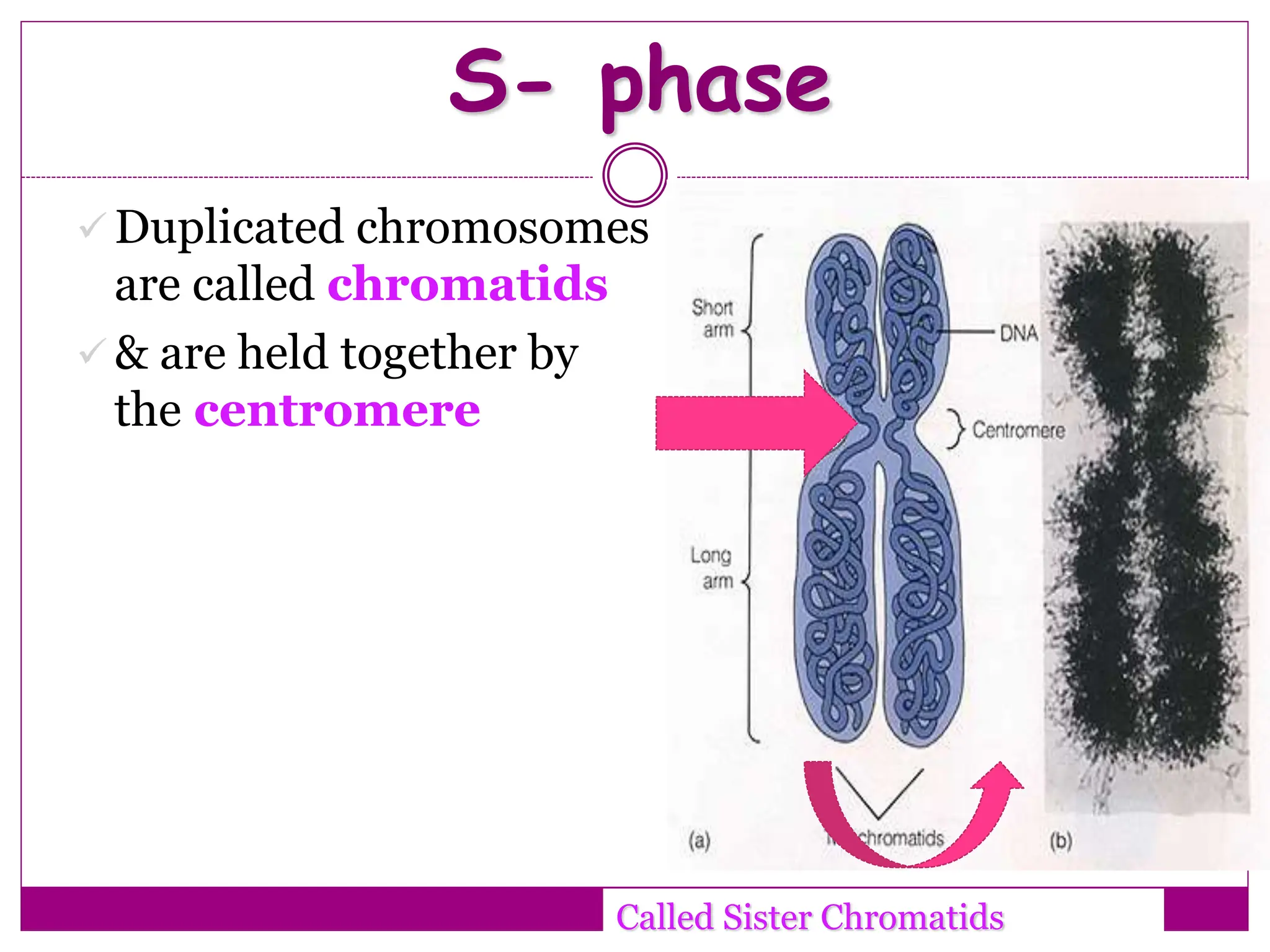  Duplicated chromosomes
are called chromatids
 & are held together by
the centromere
14
Called Sister Chromatids
S- phase
 