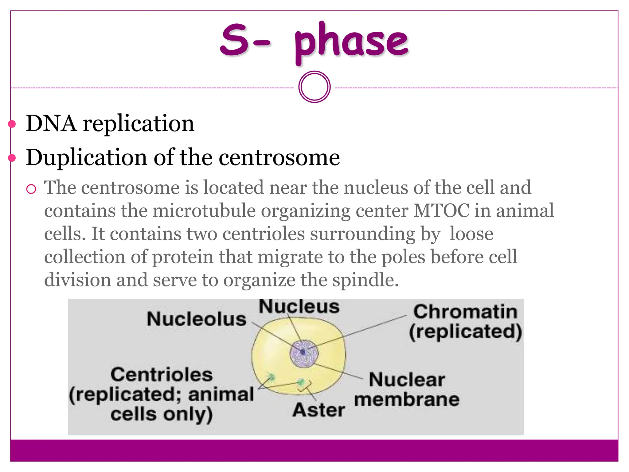  DNA replication
 Duplication of the centrosome
 The centrosome is located near the nucleus of the cell and
contains the microtubule organizing center MTOC in animal
cells. It contains two centrioles surrounding by loose
collection of protein that migrate to the poles before cell
division and serve to organize the spindle.
S- phase
 