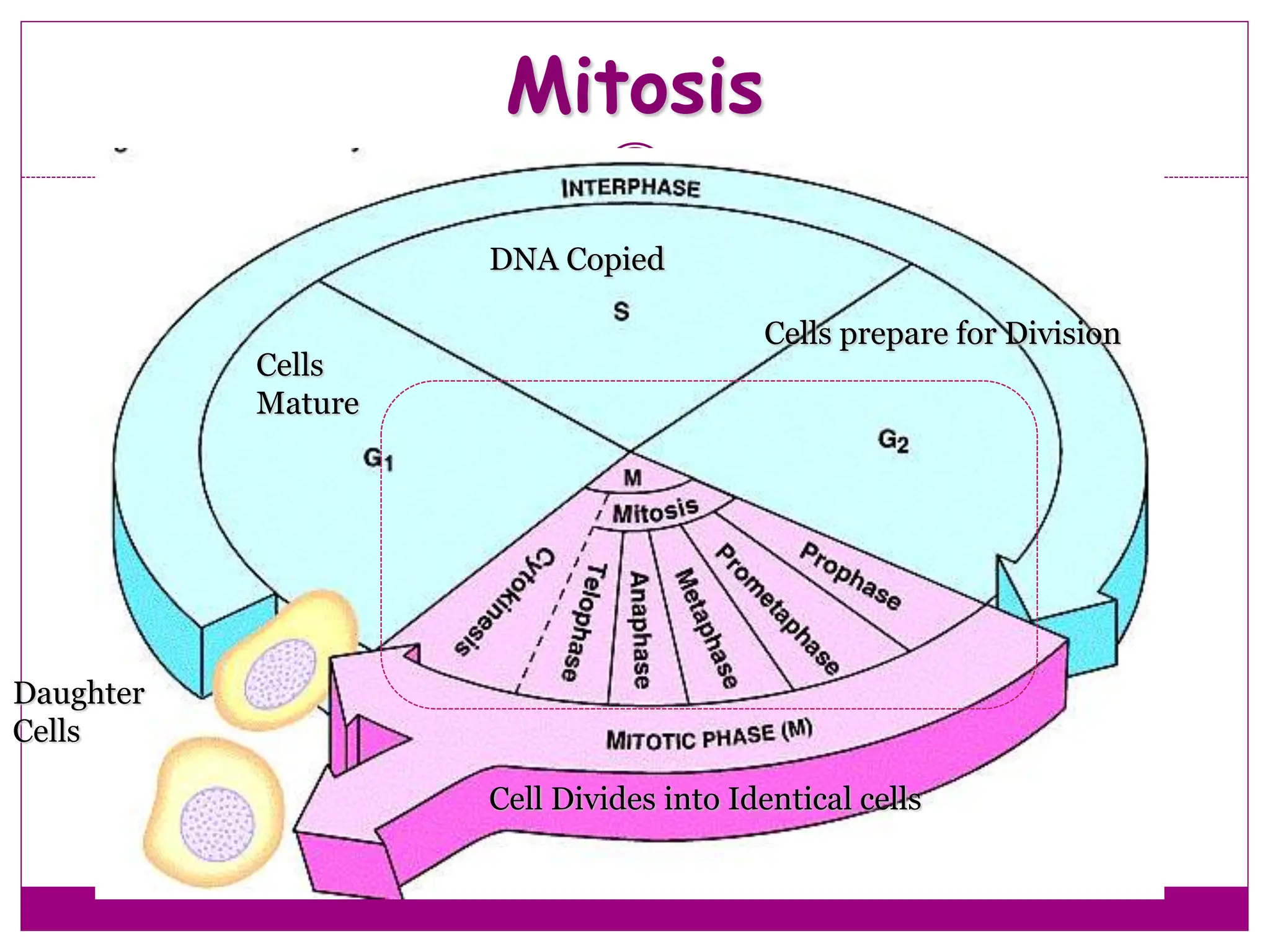 Mitosis
17
Daughter
Cells
DNA Copied
Cells
Mature
Cells prepare for Division
Cell Divides into Identical cells
 