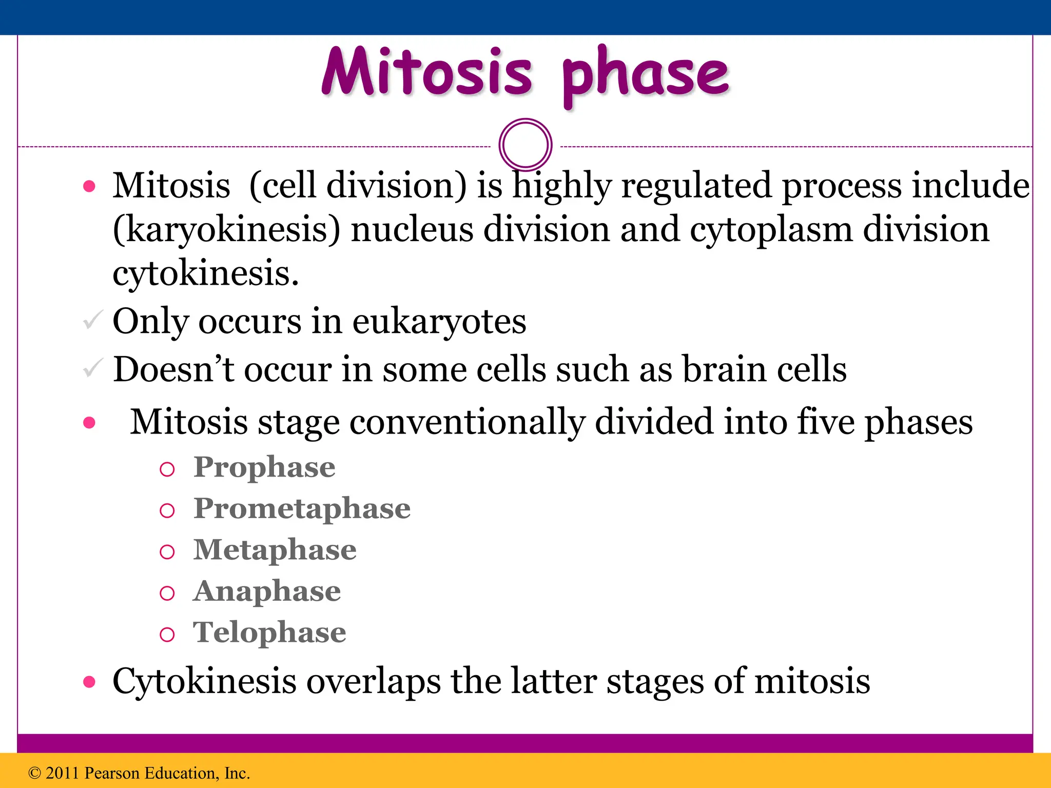  Mitosis (cell division) is highly regulated process include
(karyokinesis) nucleus division and cytoplasm division
cytokinesis.
 Only occurs in eukaryotes
 Doesn’t occur in some cells such as brain cells
 Mitosis stage conventionally divided into five phases
 Prophase
 Prometaphase
 Metaphase
 Anaphase
 Telophase
 Cytokinesis overlaps the latter stages of mitosis
© 2011 Pearson Education, Inc.
Mitosis phase
 