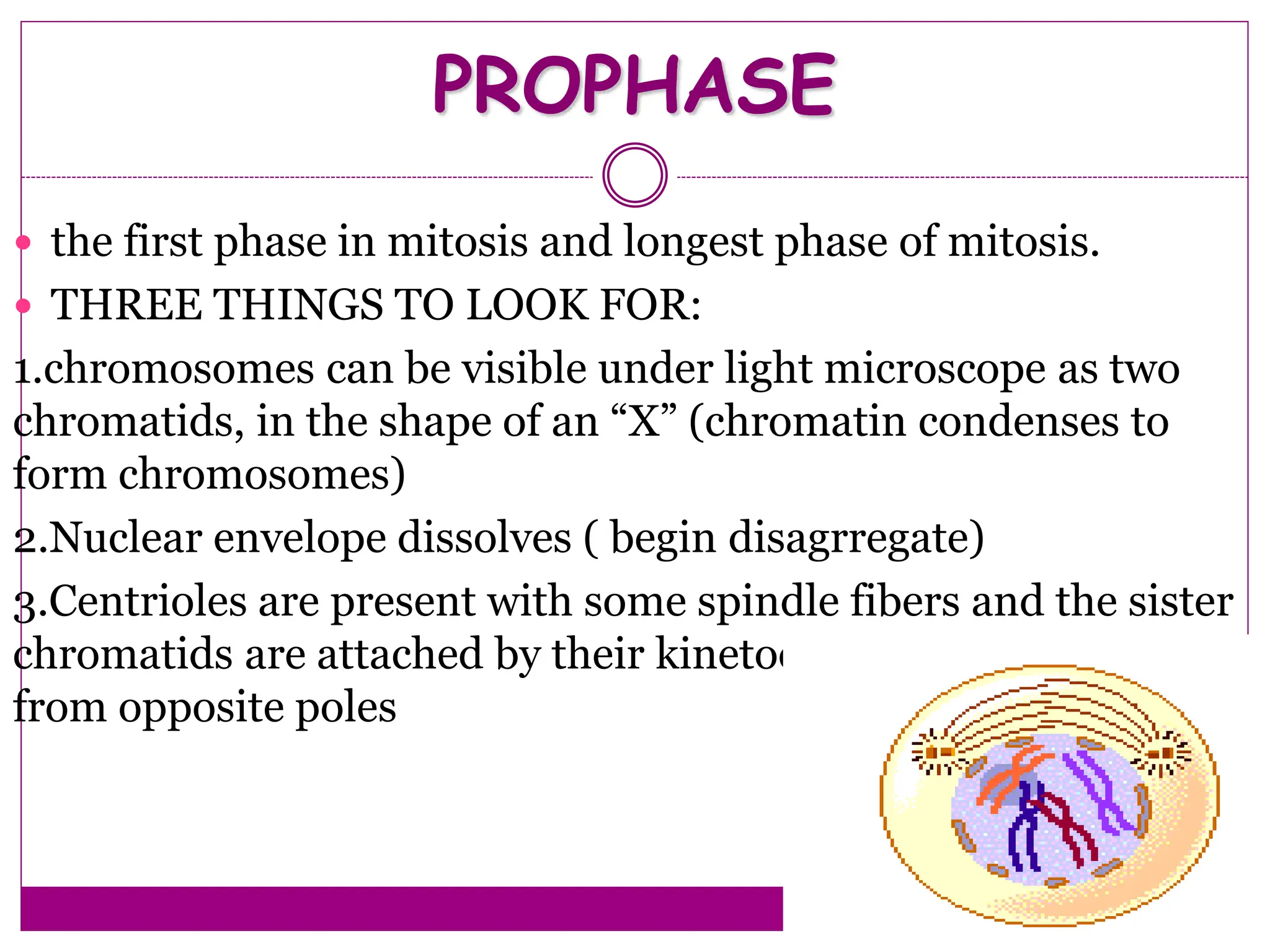 PROPHASE
 the first phase in mitosis and longest phase of mitosis.
 THREE THINGS TO LOOK FOR:
1.chromosomes can be visible under light microscope as two
chromatids, in the shape of an “X” (chromatin condenses to
form chromosomes)
2.Nuclear envelope dissolves ( begin disagrregate)
3.Centrioles are present with some spindle fibers and the sister
chromatids are attached by their kinetochores to microtubules
from opposite poles
 