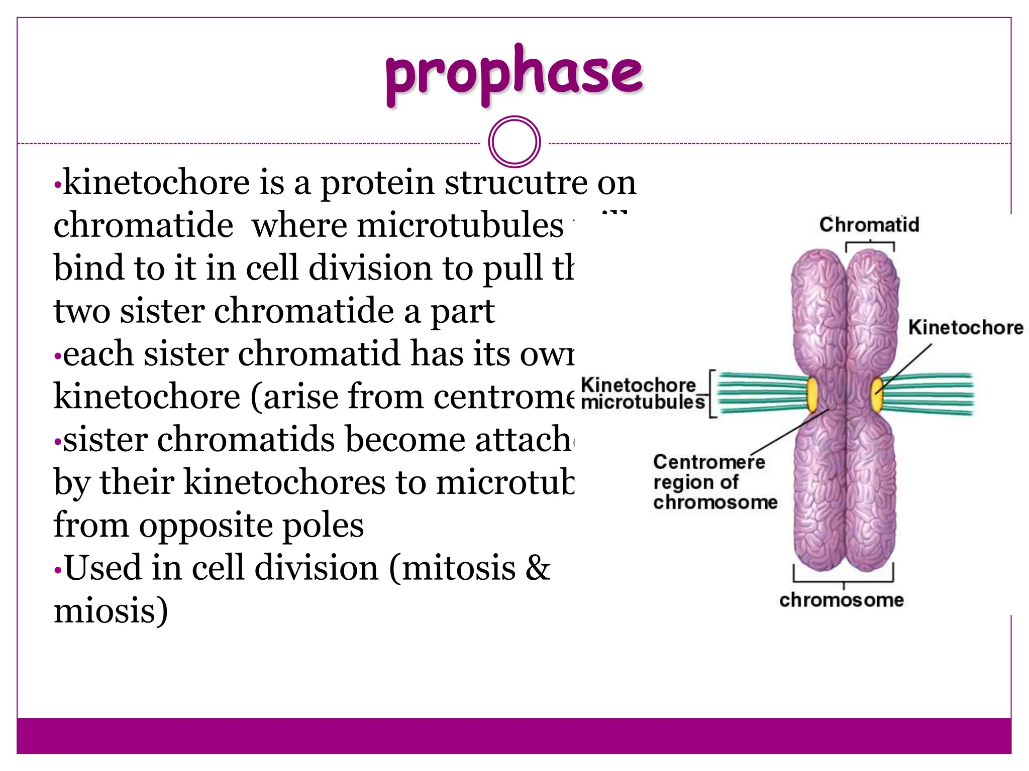 prophase
•kinetochore is a protein strucutre on
chromatide where microtubules will
bind to it in cell division to pull the
two sister chromatide a part
•each sister chromatid has its own
kinetochore (arise from centromer)
•sister chromatids become attached
by their kinetochores to microtubules
from opposite poles
•Used in cell division (mitosis &
miosis)
 