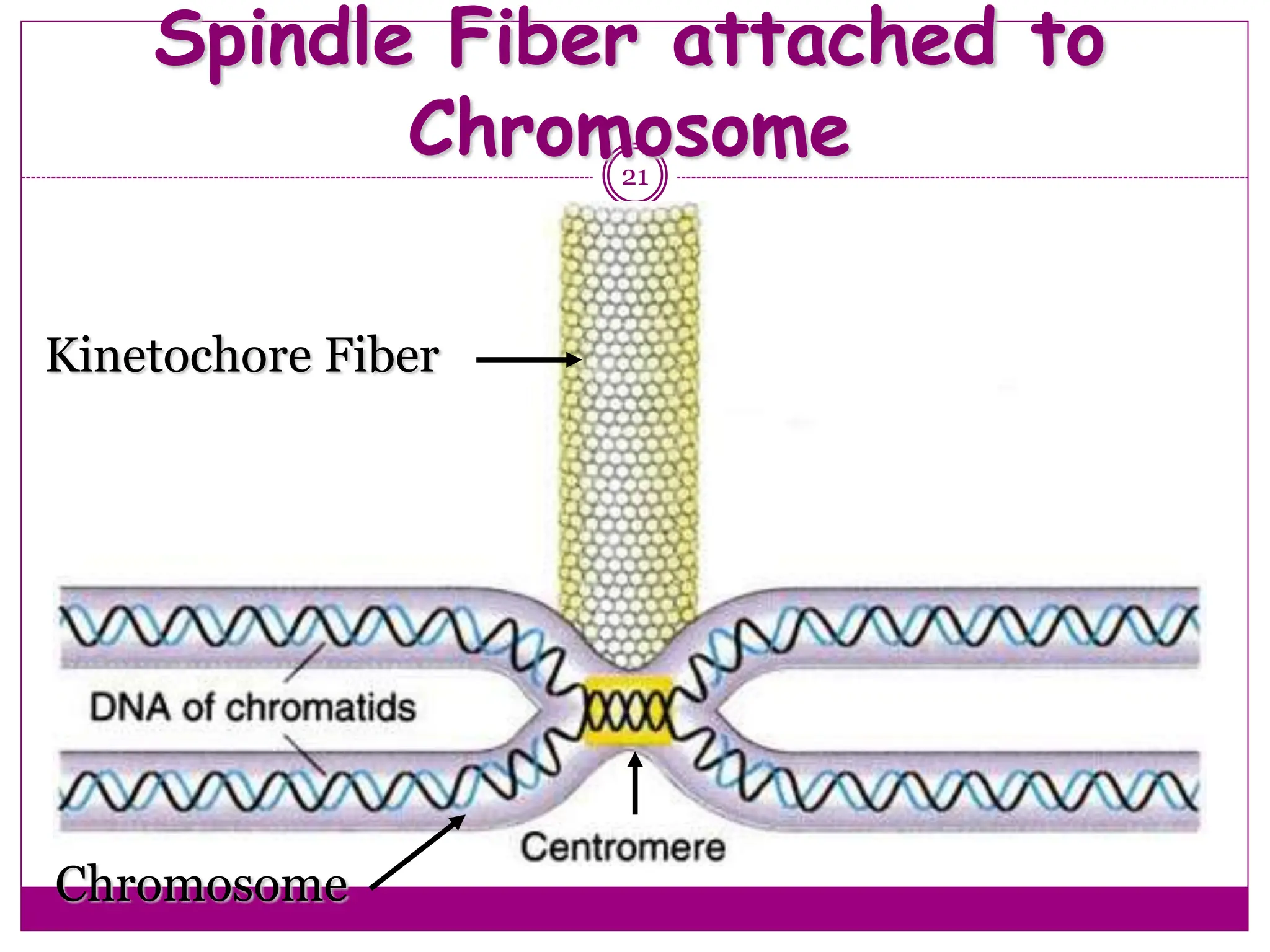 Spindle Fiber attached to
Chromosome
21
Kinetochore Fiber
Chromosome
 
