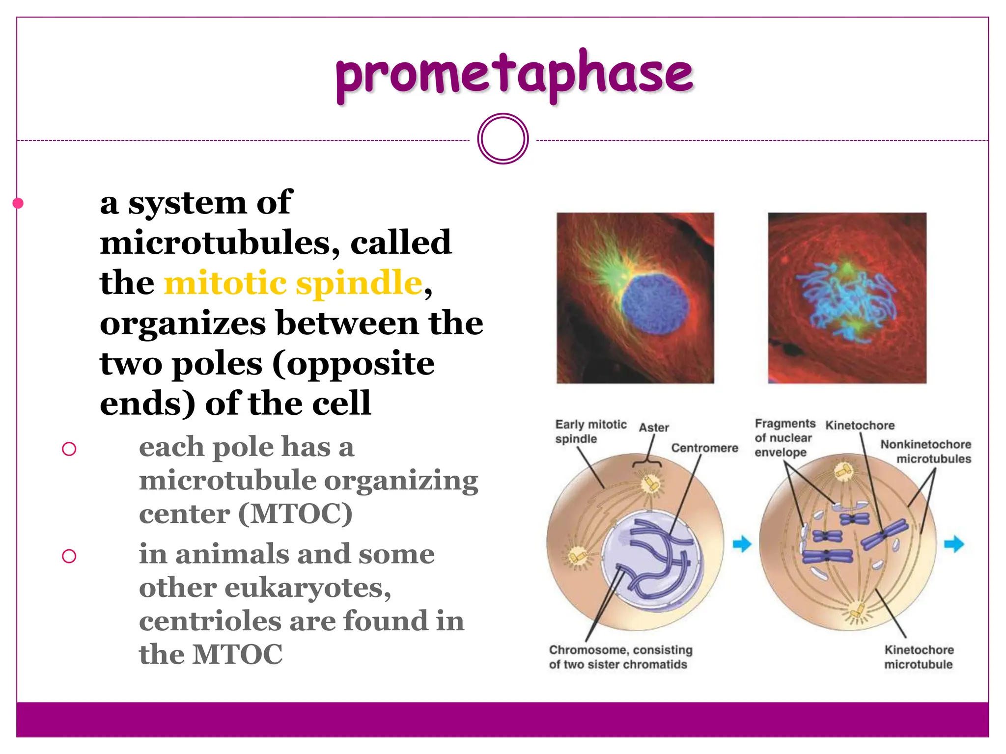 prometaphase
 a system of
microtubules, called
the mitotic spindle,
organizes between the
two poles (opposite
ends) of the cell
 each pole has a
microtubule organizing
center (MTOC)
 in animals and some
other eukaryotes,
centrioles are found in
the MTOC
 