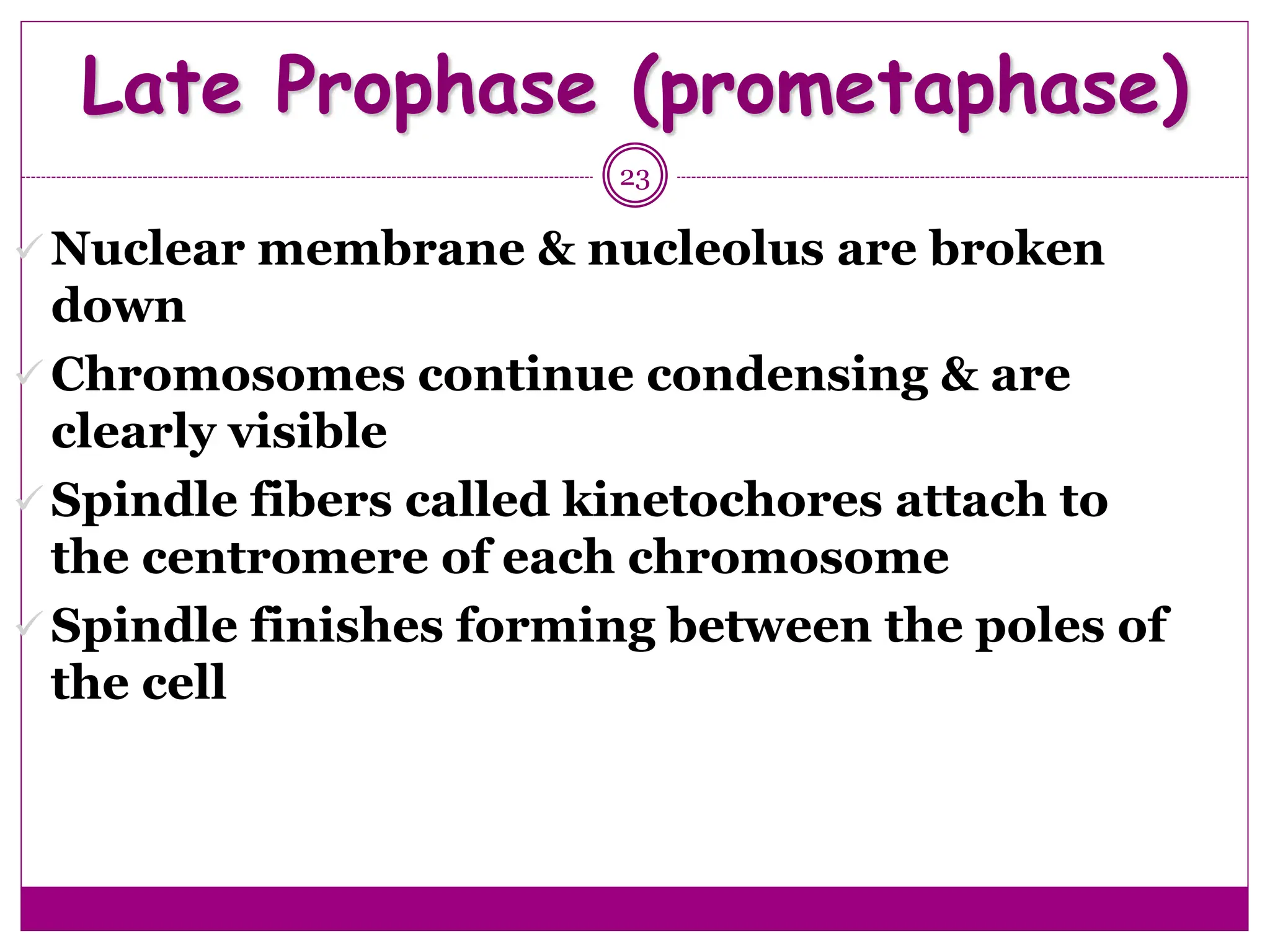 Late Prophase (prometaphase)
23
 Nuclear membrane & nucleolus are broken
down
 Chromosomes continue condensing & are
clearly visible
 Spindle fibers called kinetochores attach to
the centromere of each chromosome
 Spindle finishes forming between the poles of
the cell
 
