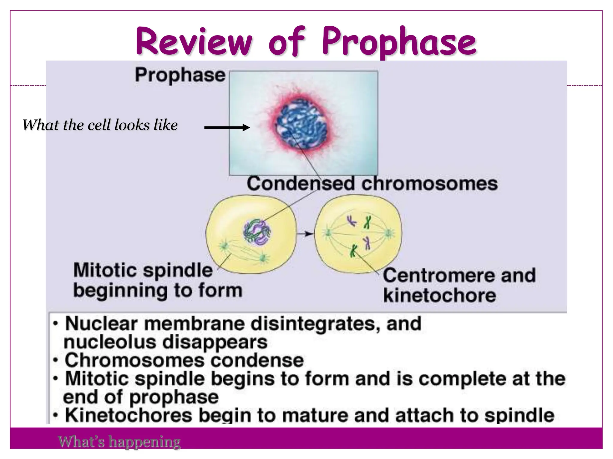 Review of Prophase
24
What the cell looks like
What’s happening
 