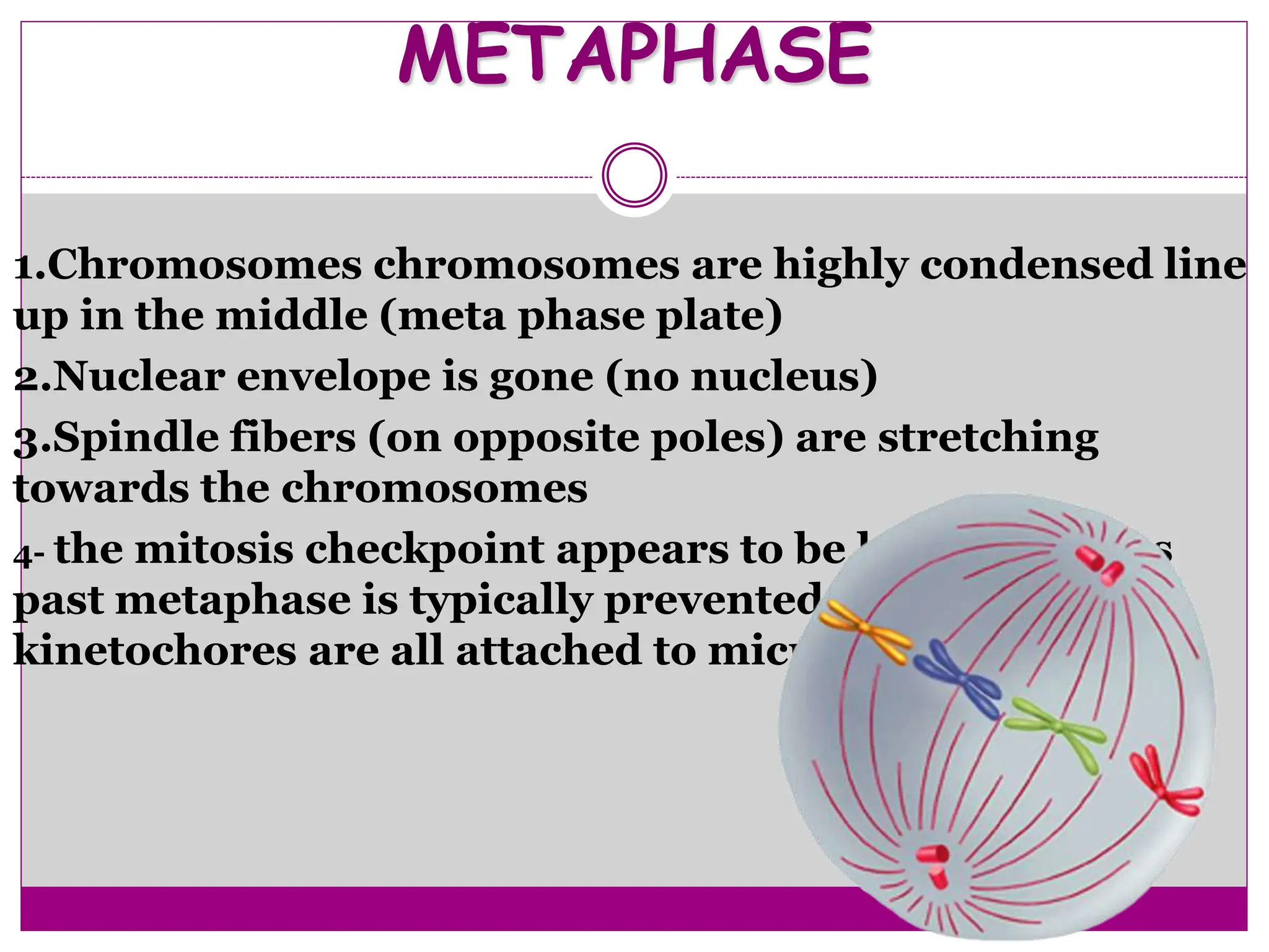 METAPHASE
1.Chromosomes chromosomes are highly condensed line
up in the middle (meta phase plate)
2.Nuclear envelope is gone (no nucleus)
3.Spindle fibers (on opposite poles) are stretching
towards the chromosomes
4- the mitosis checkpoint appears to be here; progress
past metaphase is typically prevented until the
kinetochores are all attached to microtubules
 