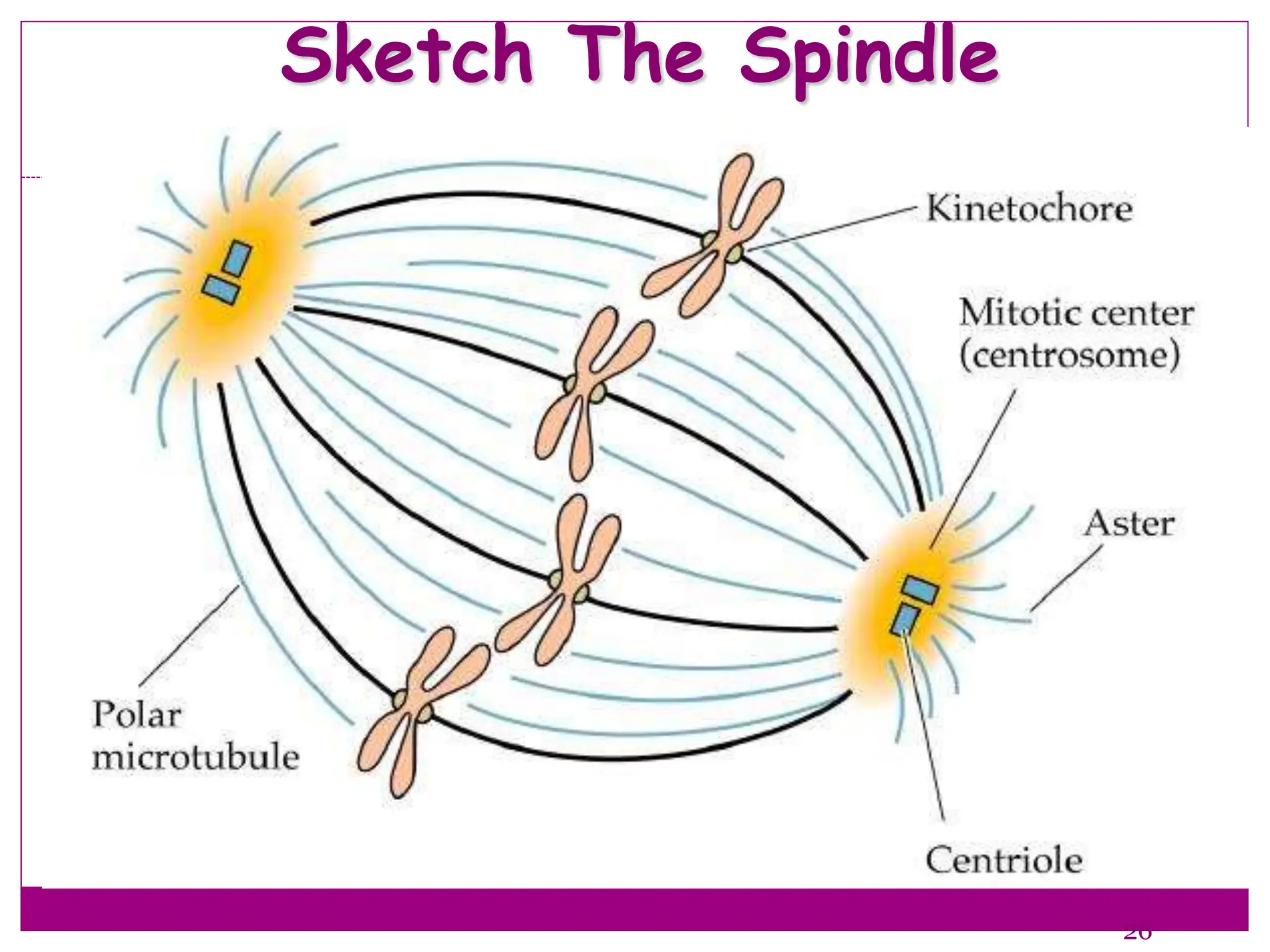 Sketch The Spindle
26
 