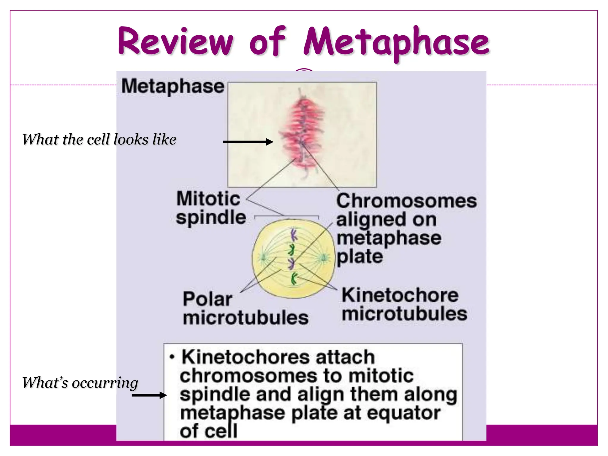 Review of Metaphase
27
What the cell looks like
What’s occurring
 