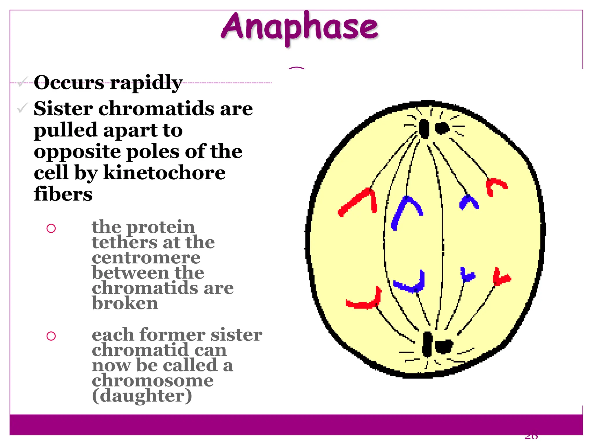 Anaphase
 Occurs rapidly
 Sister chromatids are
pulled apart to
opposite poles of the
cell by kinetochore
fibers
 the protein
tethers at the
centromere
between the
chromatids are
broken
 each former sister
chromatid can
now be called a
chromosome
(daughter)
28
 