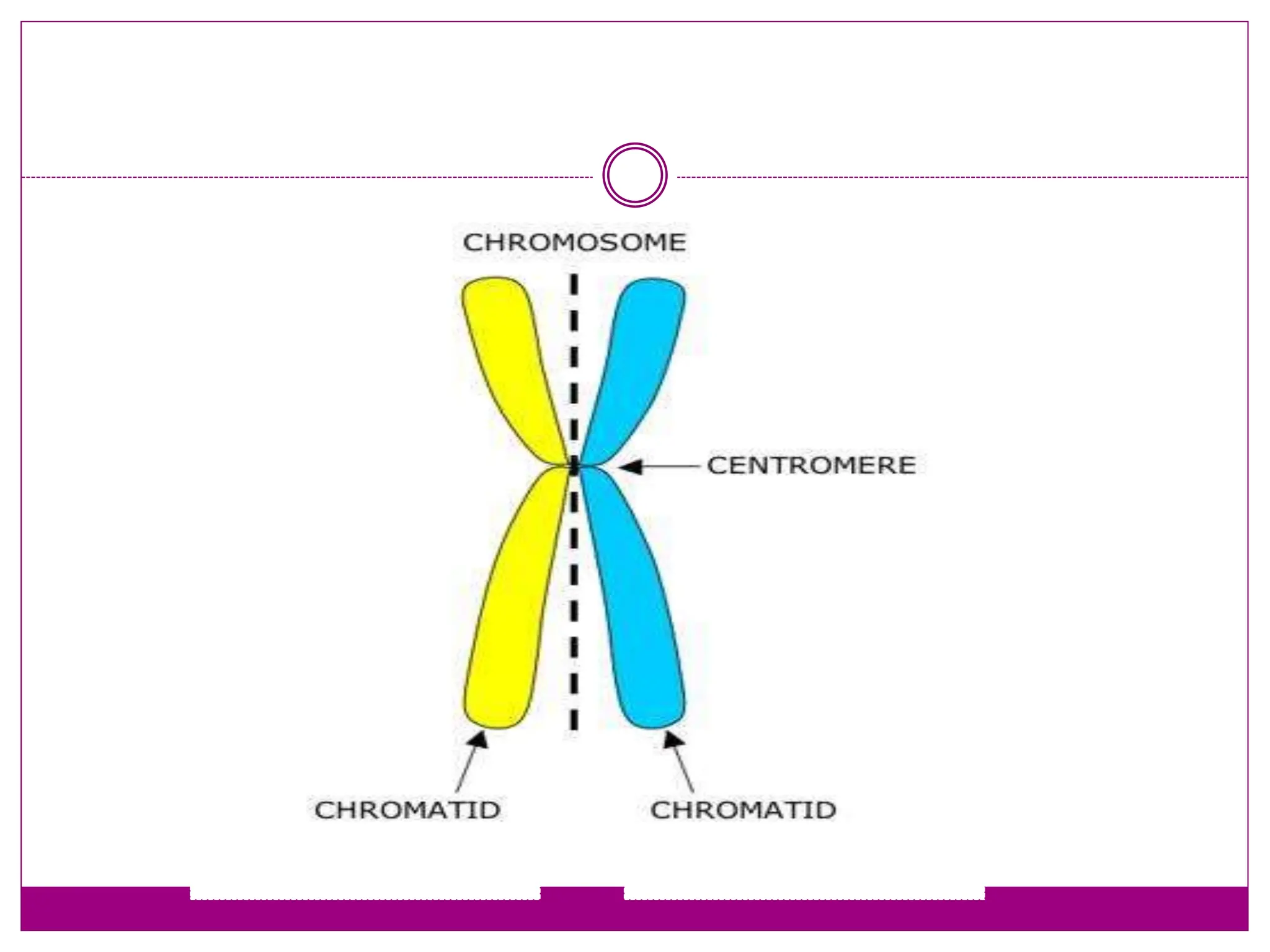 CHROMOSOME STRUCTURE
CENTROMERE
CHROMATID
CHROMATID
 