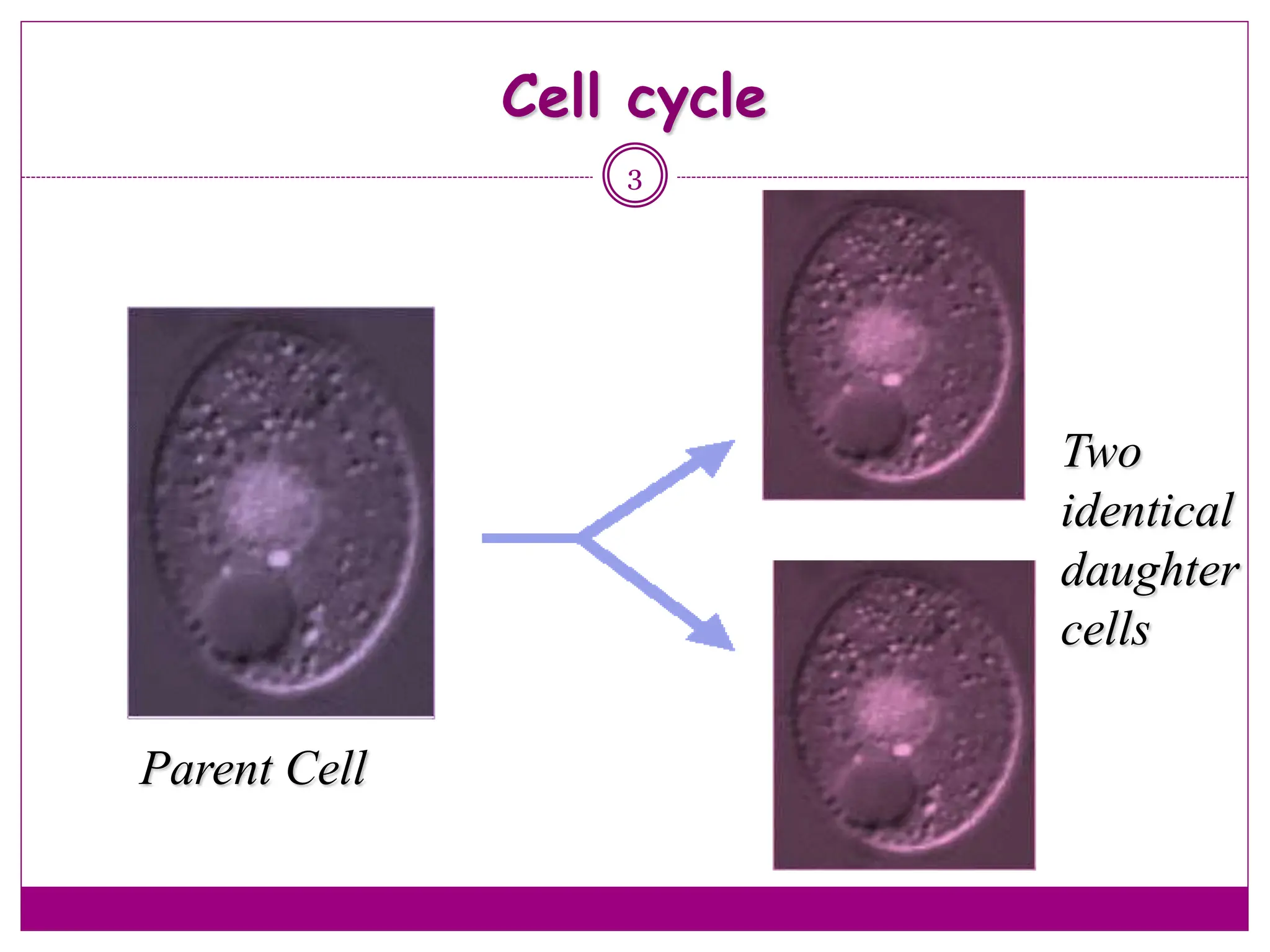 Cell cycle
3
Parent Cell
Two
identical
daughter
cells
 