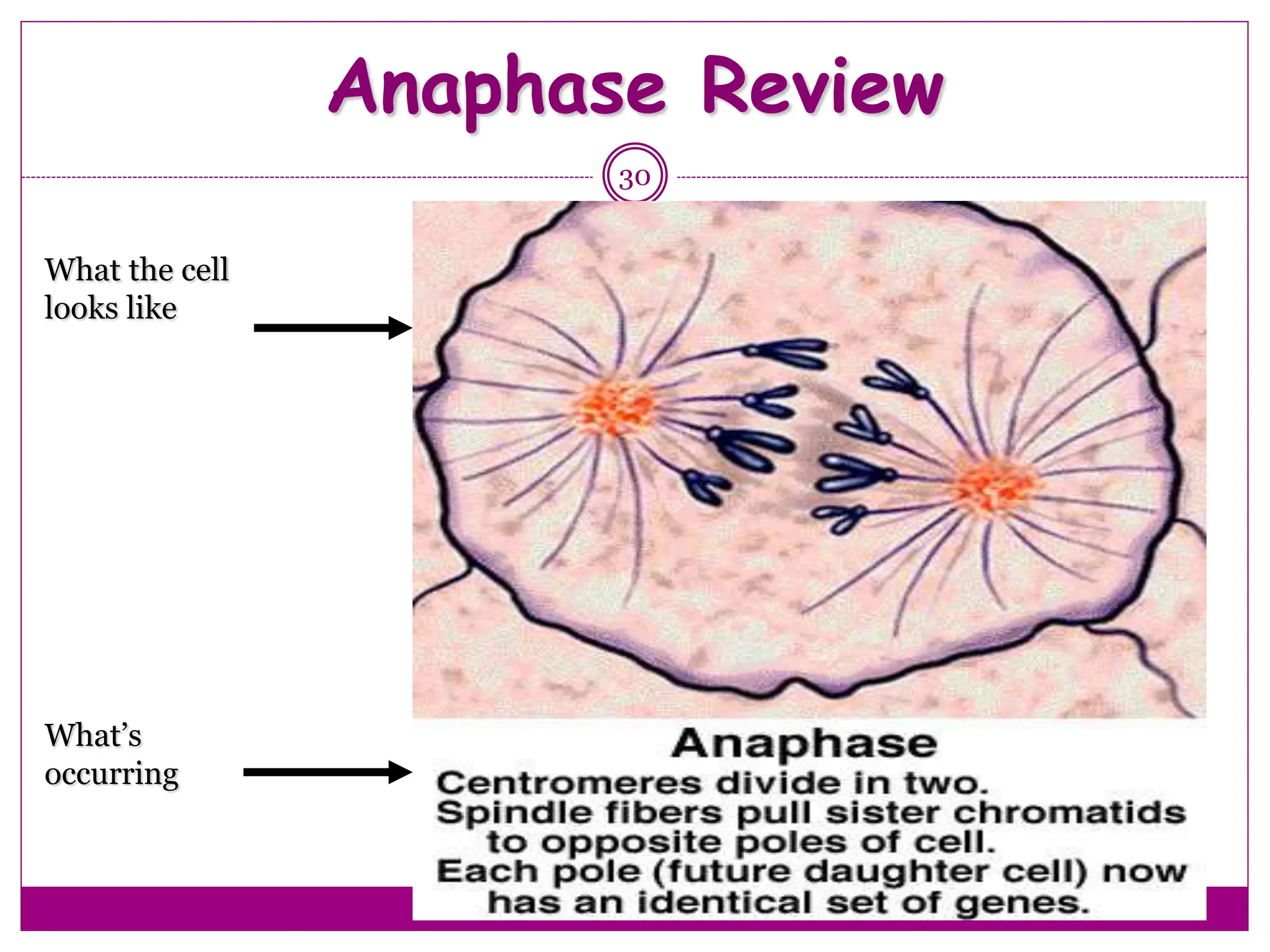 Anaphase Review
30
What the cell
looks like
What’s
occurring
 