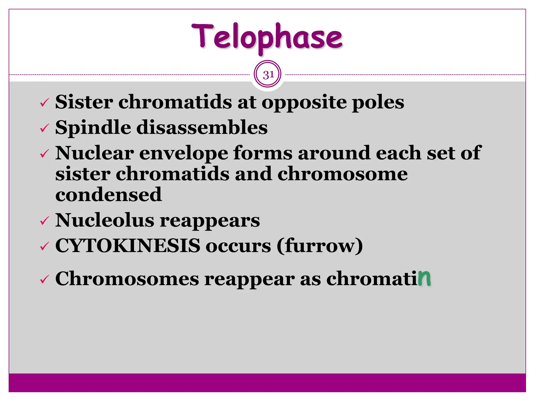 Telophase
31
 Sister chromatids at opposite poles
 Spindle disassembles
 Nuclear envelope forms around each set of
sister chromatids and chromosome
condensed
 Nucleolus reappears
 CYTOKINESIS occurs (furrow)
 Chromosomes reappear as chromatin
 
