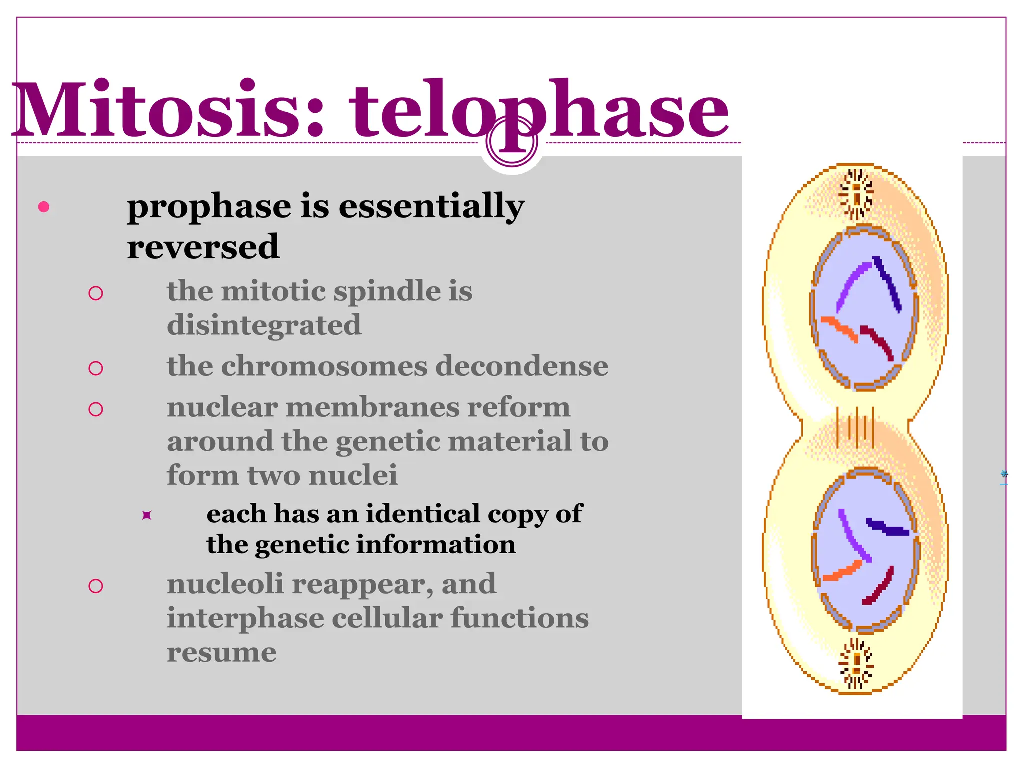 Mitosis: telophase
 prophase is essentially
reversed
 the mitotic spindle is
disintegrated
 the chromosomes decondense
 nuclear membranes reform
around the genetic material to
form two nuclei
 each has an identical copy of
the genetic information
 nucleoli reappear, and
interphase cellular functions
resume
*
 