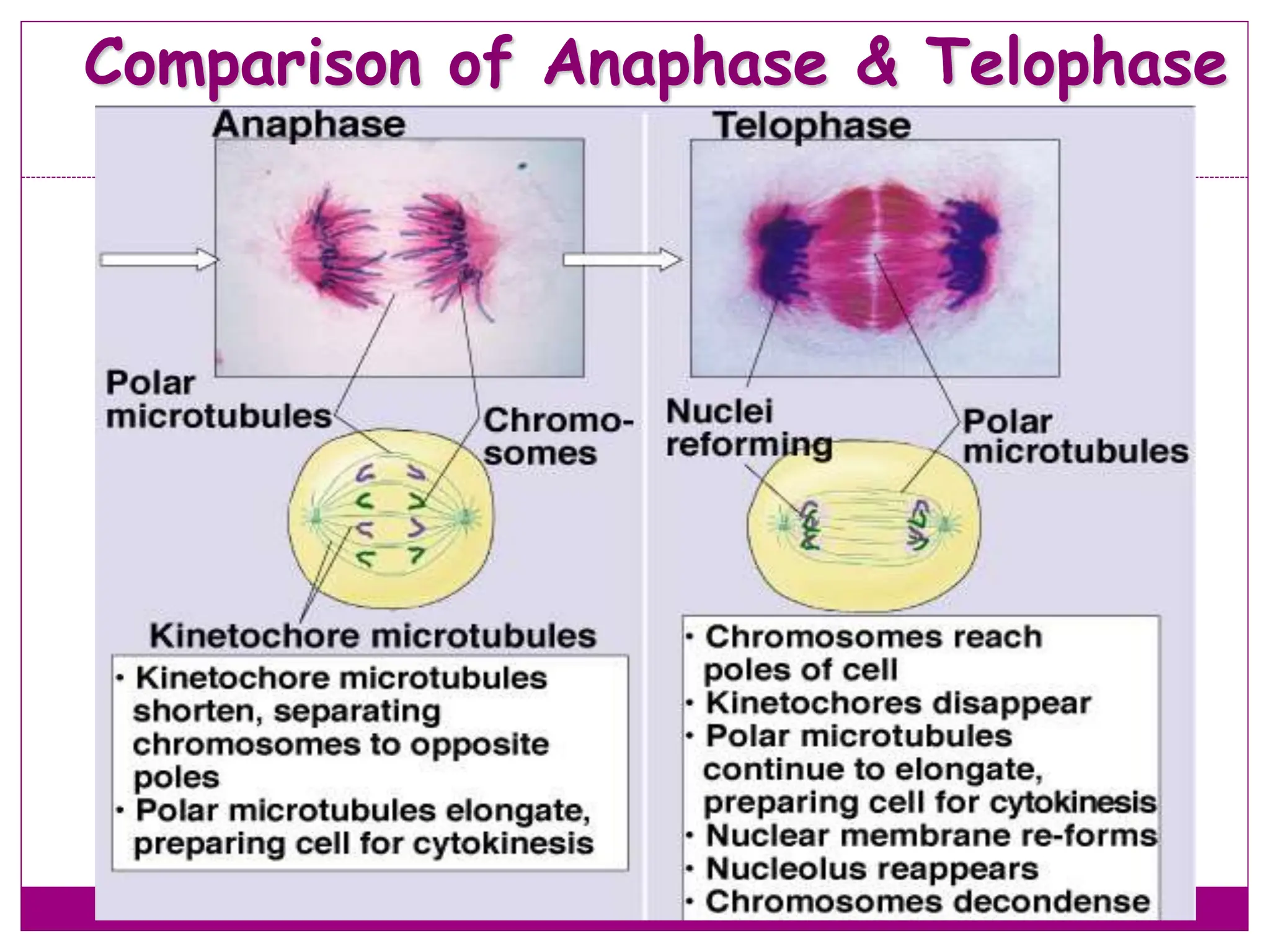 Comparison of Anaphase & Telophase
33
 