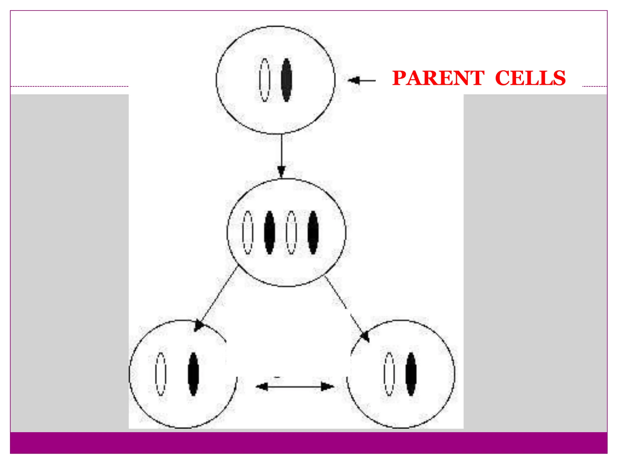 PARENT CELLS
DAUGHTER
CELLS
 