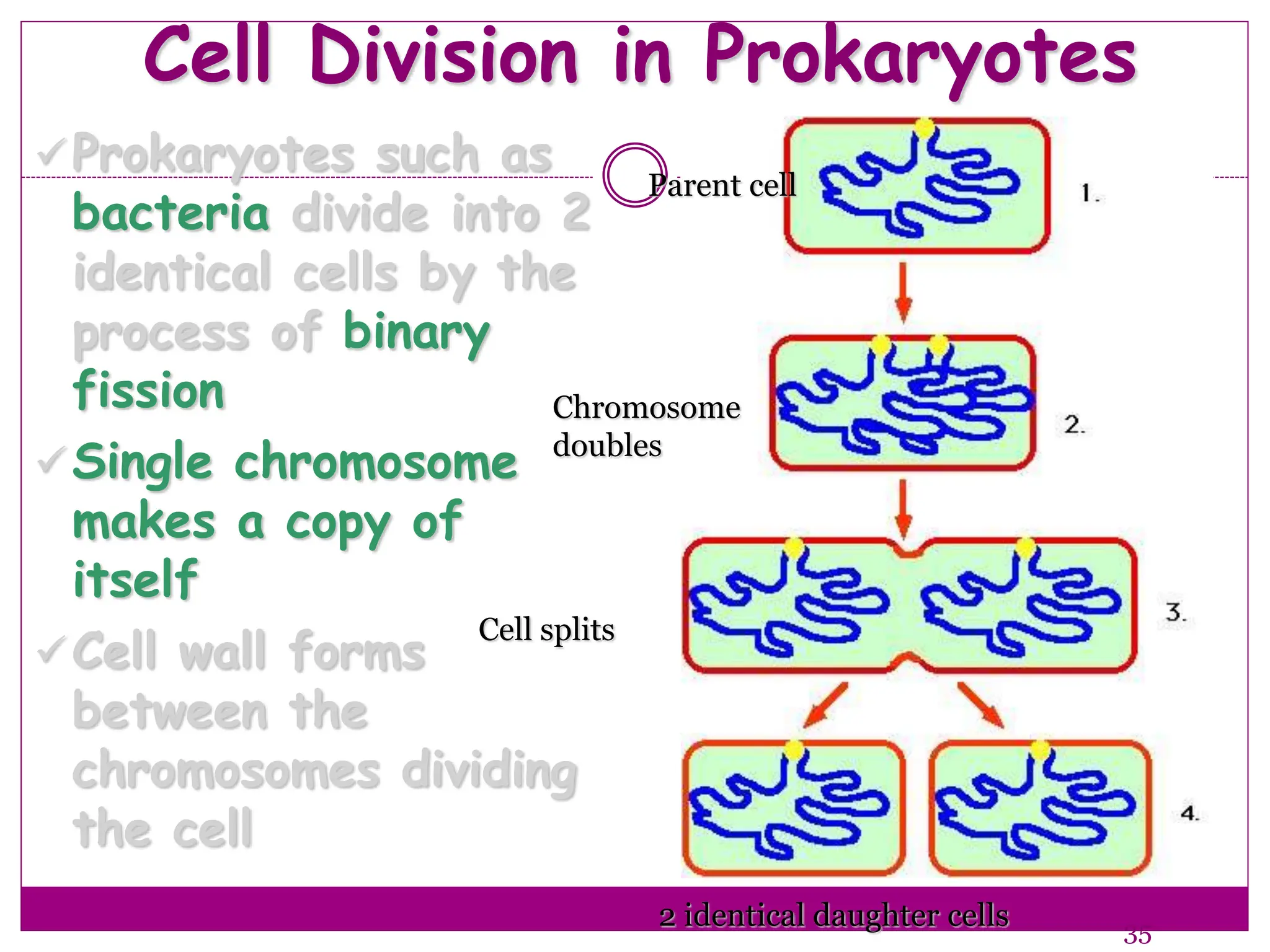 Cell Division in Prokaryotes
Prokaryotes such as
bacteria divide into 2
identical cells by the
process of binary
fission
Single chromosome
makes a copy of
itself
Cell wall forms
between the
chromosomes dividing
the cell
35
Parent cell
2 identical daughter cells
Chromosome
doubles
Cell splits
 