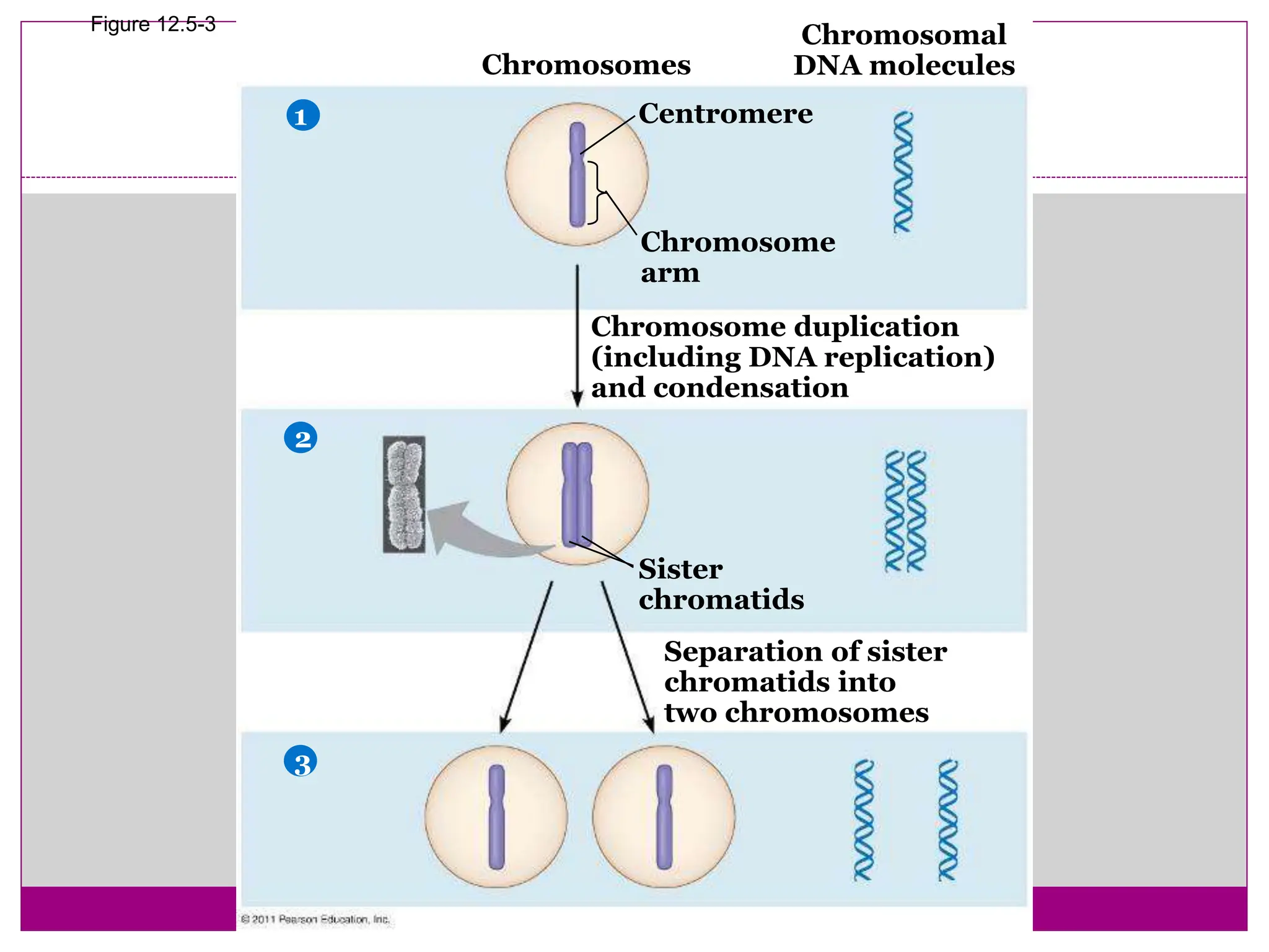 Figure 12.5-3
Chromosomes
Chromosomal
DNA molecules
Centromere
Chromosome
arm
Chromosome duplication
(including DNA replication)
and condensation
Sister
chromatids
Separation of sister
chromatids into
two chromosomes
1
2
3
 