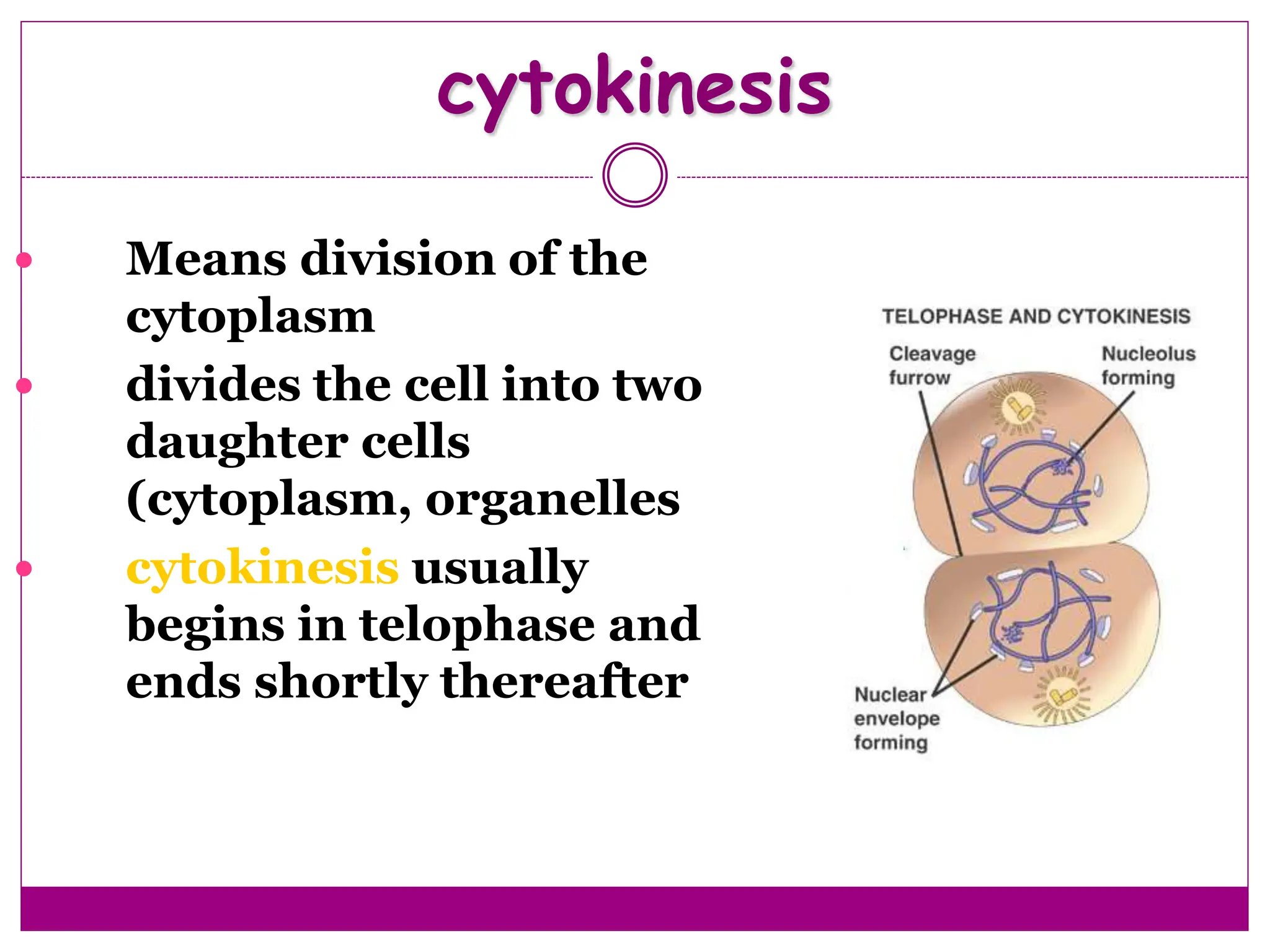 cytokinesis
 Means division of the
cytoplasm
 divides the cell into two
daughter cells
(cytoplasm, organelles
 cytokinesis usually
begins in telophase and
ends shortly thereafter
 