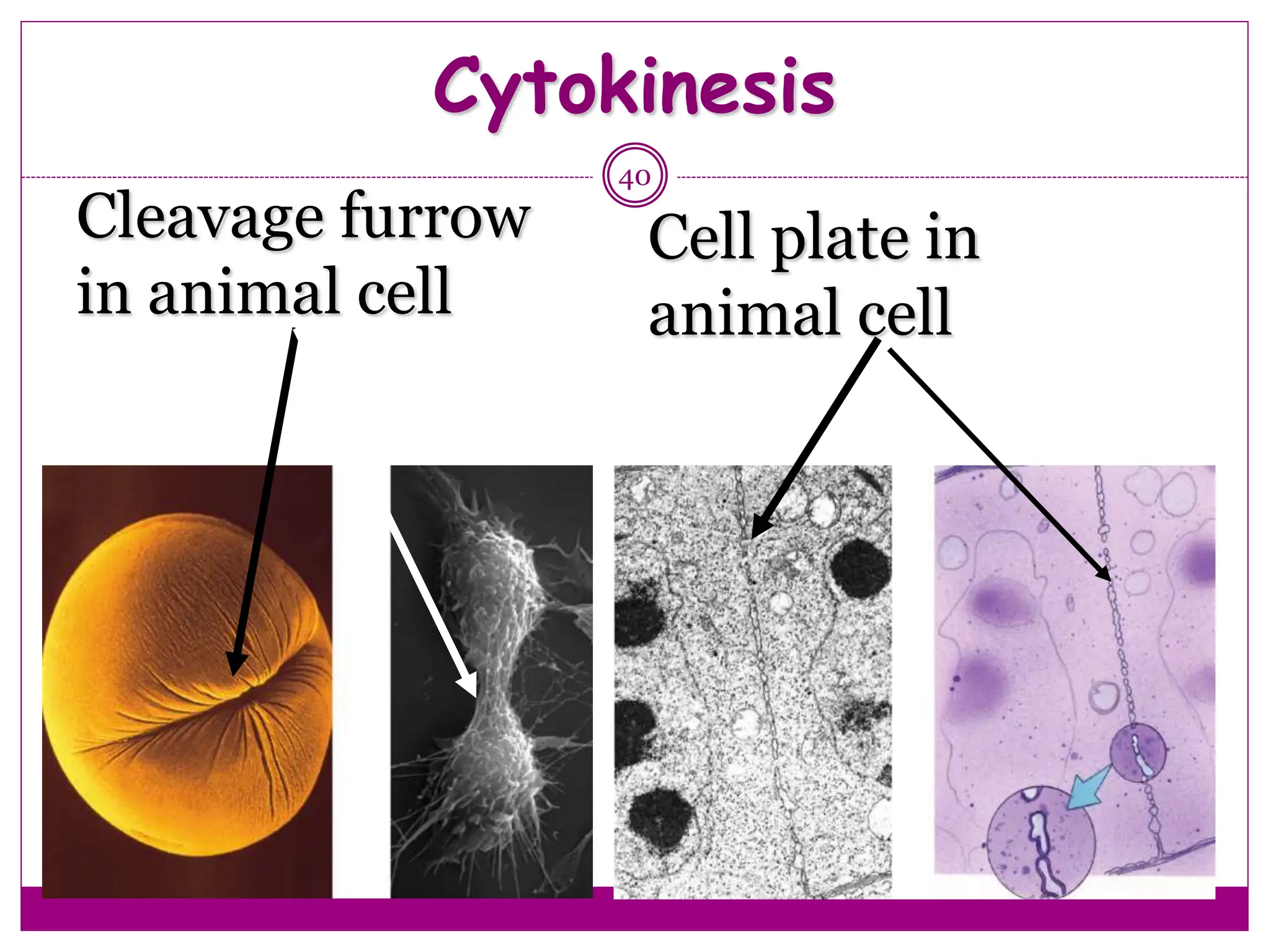 Cytokinesis
40
Cleavage furrow
in animal cell
Cell plate in
animal cell
 