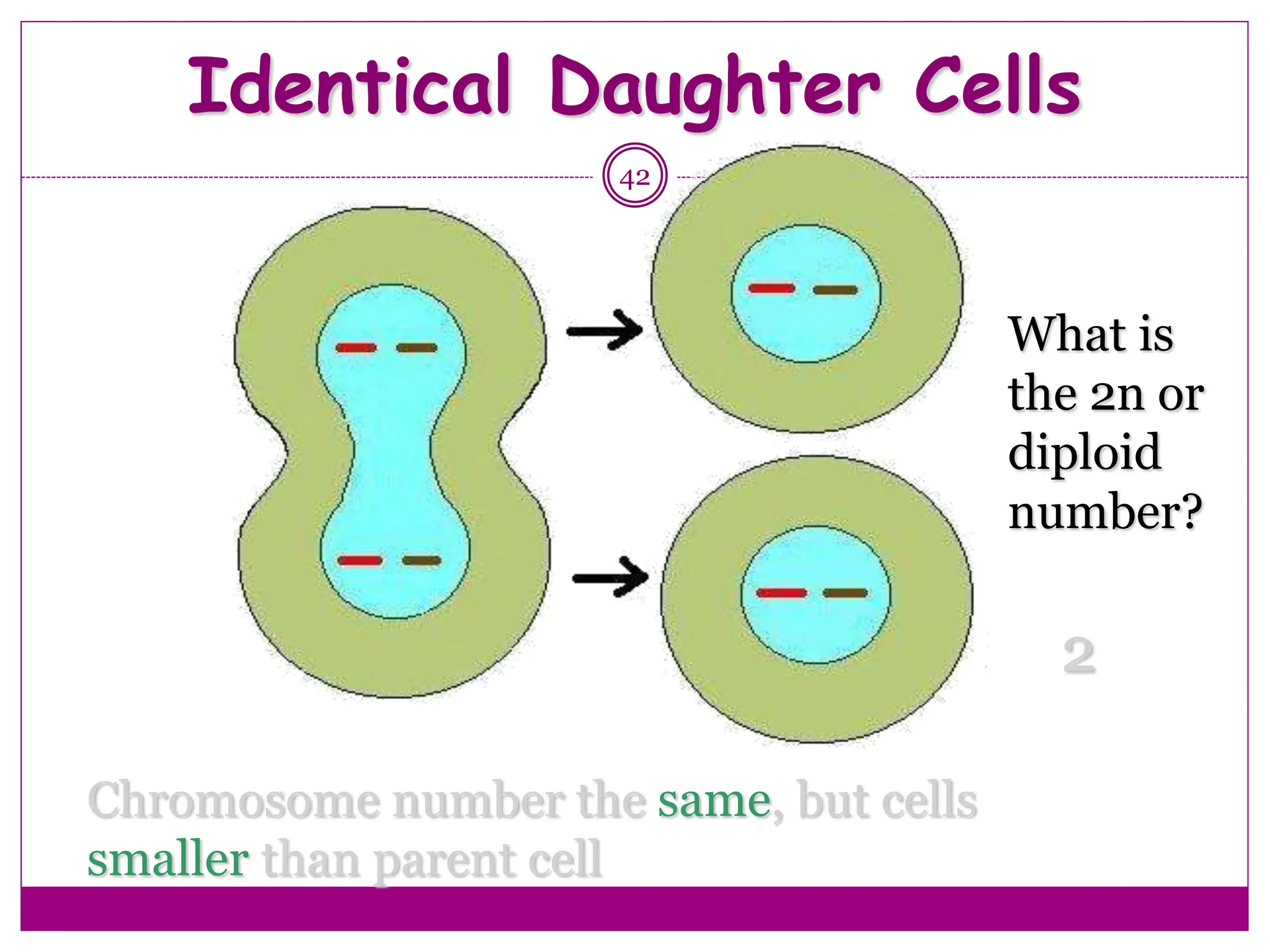Identical Daughter Cells
42
Chromosome number the same, but cells
smaller than parent cell
What is
the 2n or
diploid
number?
2
 
