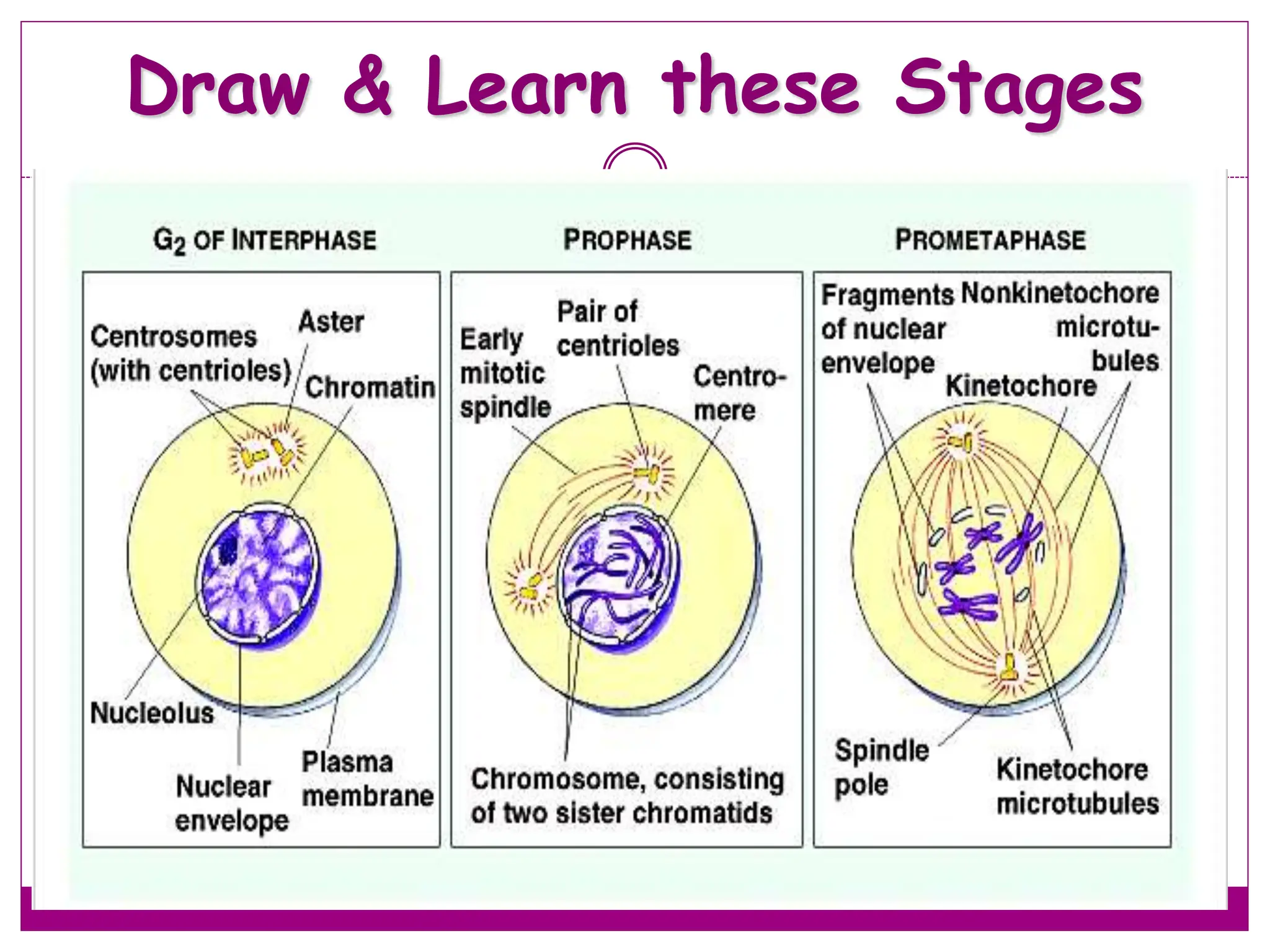 Draw & Learn these Stages
45
 