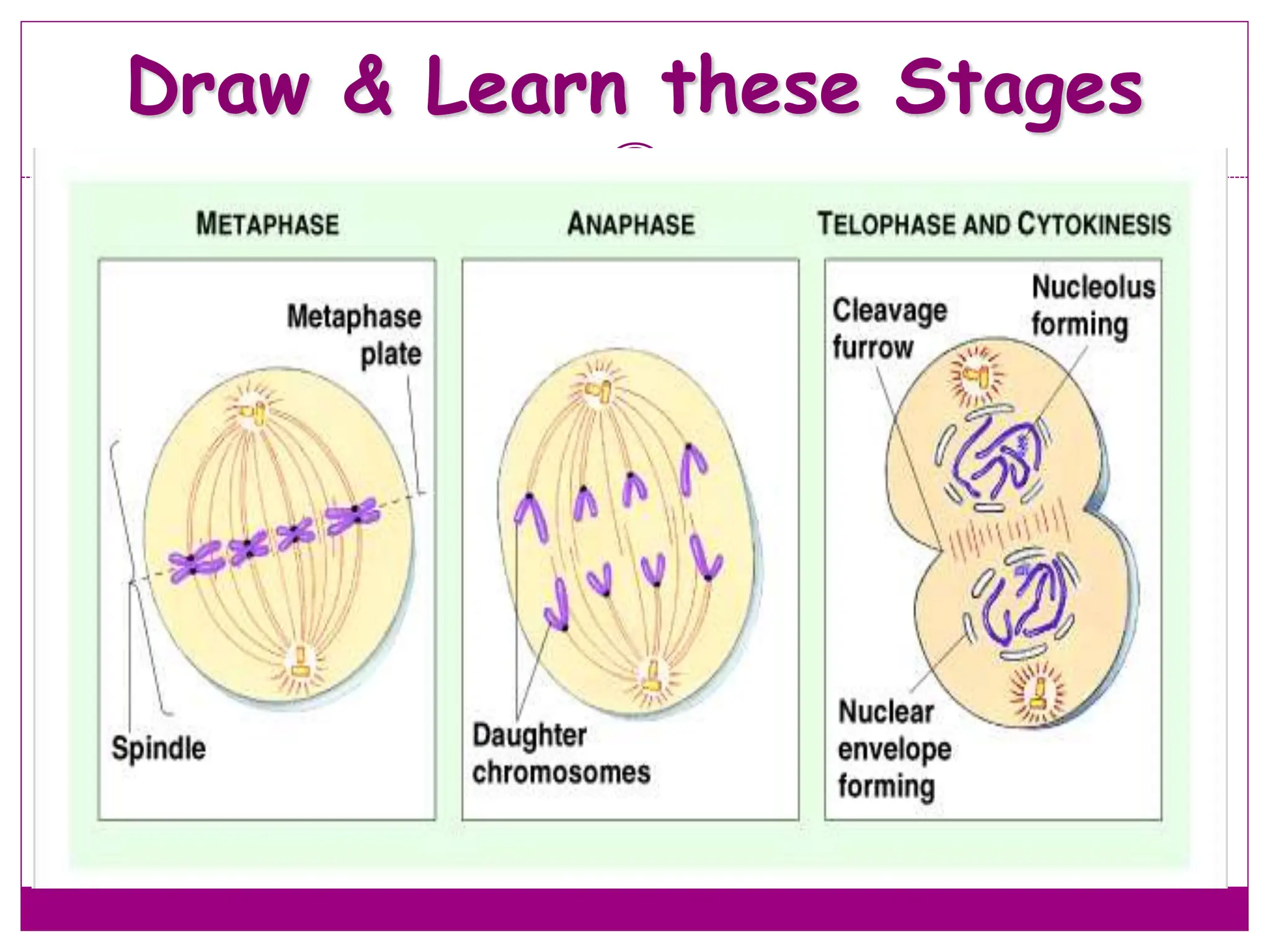 Draw & Learn these Stages
46
 