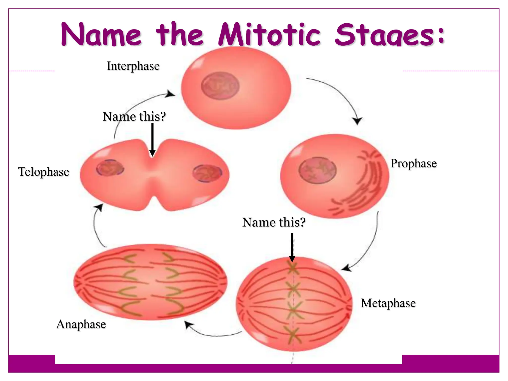 Name the Mitotic Stages:
47
Interphase
Prophase
Metaphase
Anaphase
Telophase
Name this?
Name this?
 
