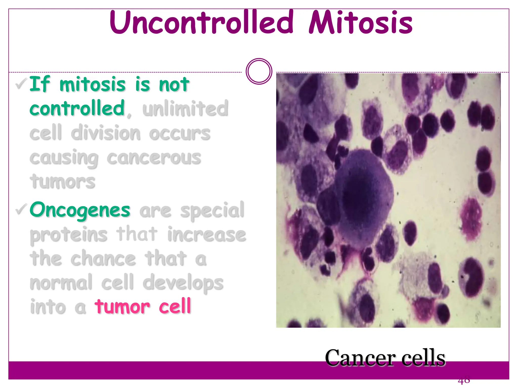 Uncontrolled Mitosis
If mitosis is not
controlled, unlimited
cell division occurs
causing cancerous
tumors
Oncogenes are special
proteins that increase
the chance that a
normal cell develops
into a tumor cell
48
Cancer cells
 