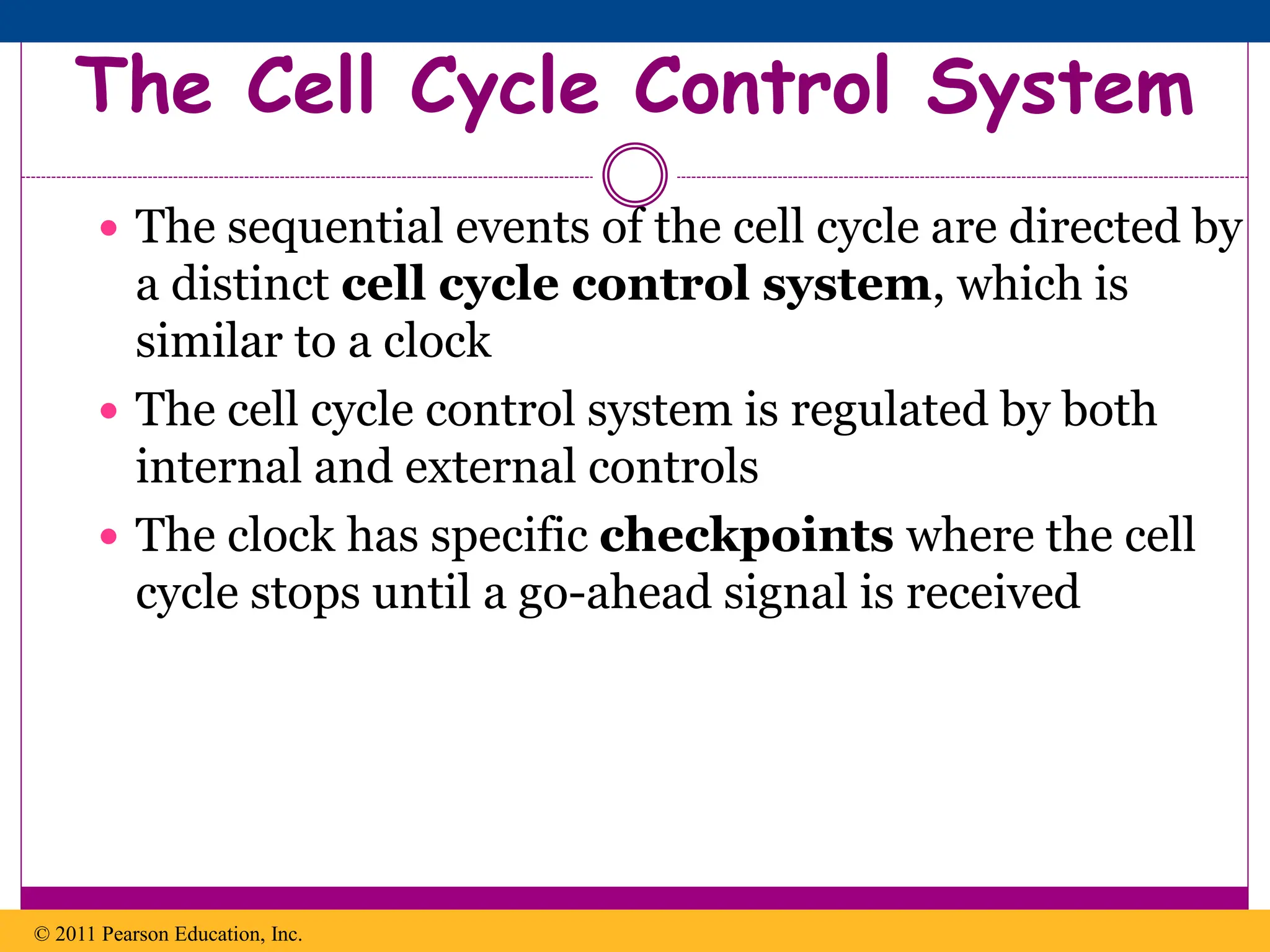 The Cell Cycle Control System
 The sequential events of the cell cycle are directed by
a distinct cell cycle control system, which is
similar to a clock
 The cell cycle control system is regulated by both
internal and external controls
 The clock has specific checkpoints where the cell
cycle stops until a go-ahead signal is received
© 2011 Pearson Education, Inc.
 