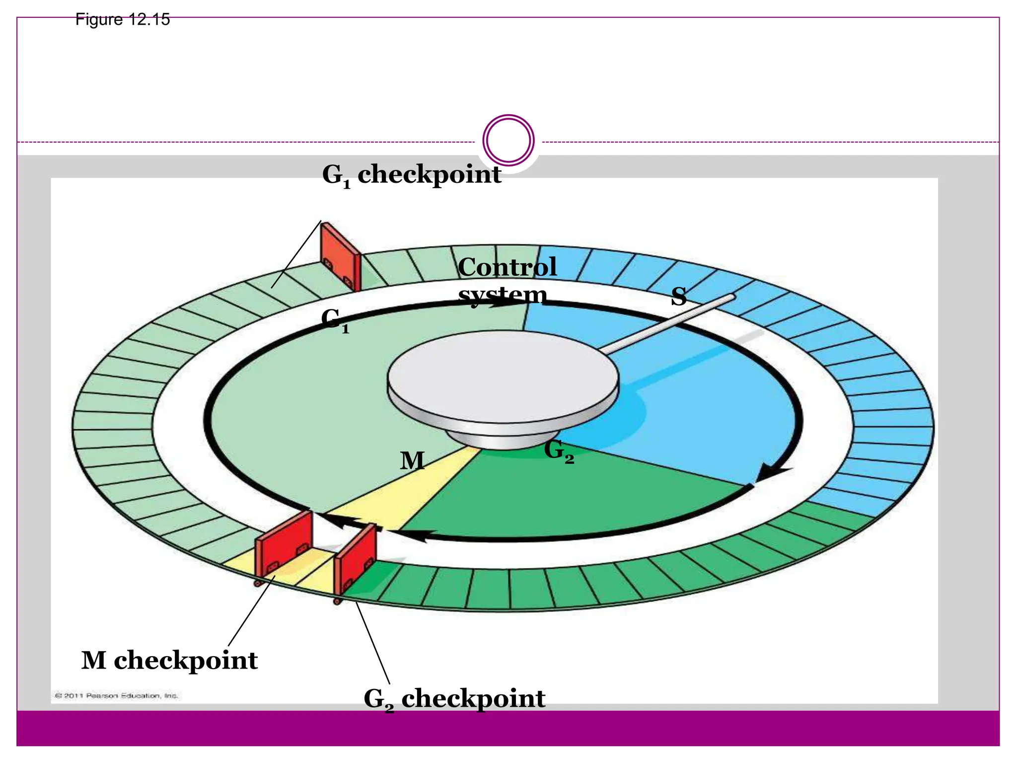 G1 checkpoint
G1
G2
G2 checkpoint
M checkpoint
M
S
Control
system
Figure 12.15
 