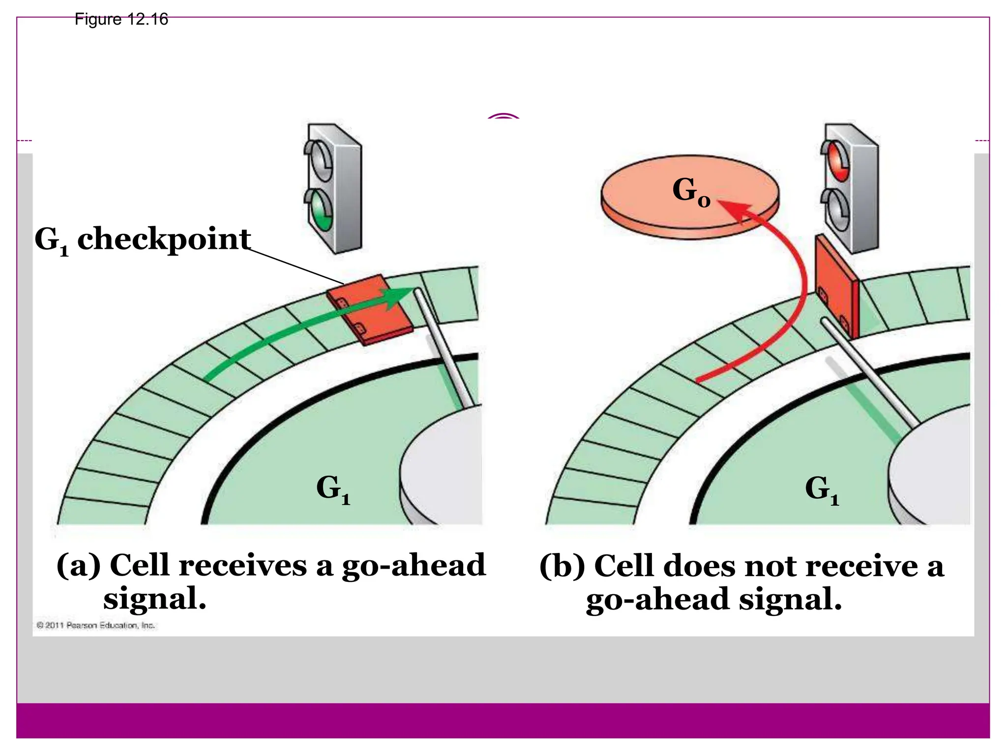 Figure 12.16
G1 checkpoint
G1 G1
G0
(a) Cell receives a go-ahead
signal.
(b) Cell does not receive a
go-ahead signal.
 