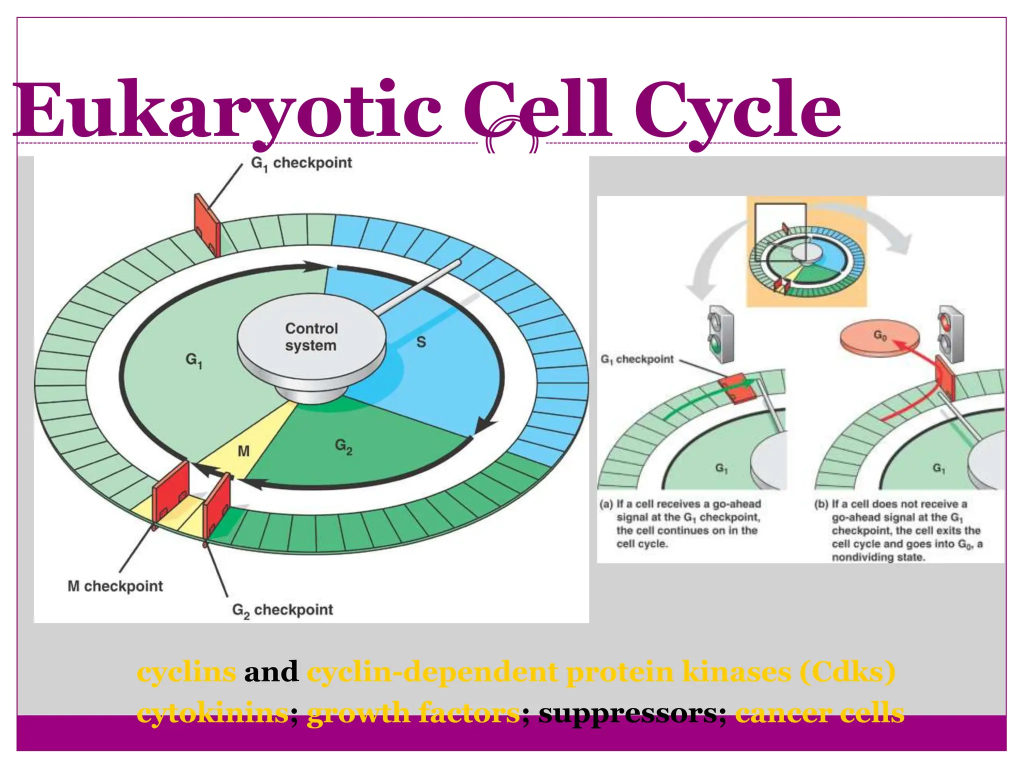 Eukaryotic Cell Cycle
cyclins and cyclin-dependent protein kinases (Cdks)
cytokinins; growth factors; suppressors; cancer cells
 