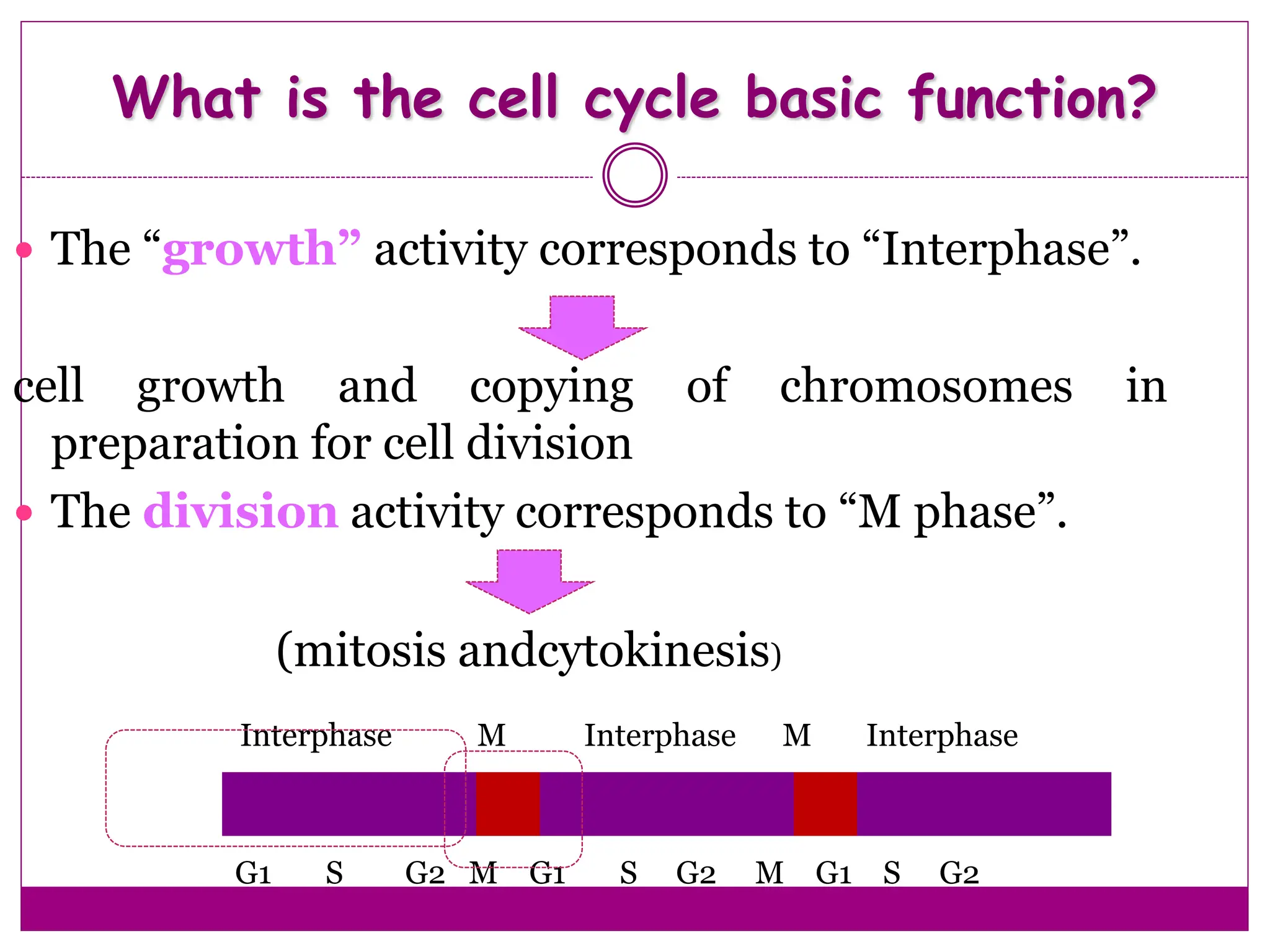  The “growth” activity corresponds to “Interphase”.
cell growth and copying of chromosomes in
preparation for cell division
 The division activity corresponds to “M phase”.
What is the cell cycle basic function?
(mitosis andcytokinesis)
Interphase M Interphase M Interphase
G1 S G2 M G1 S G2 M G1 S G2
 