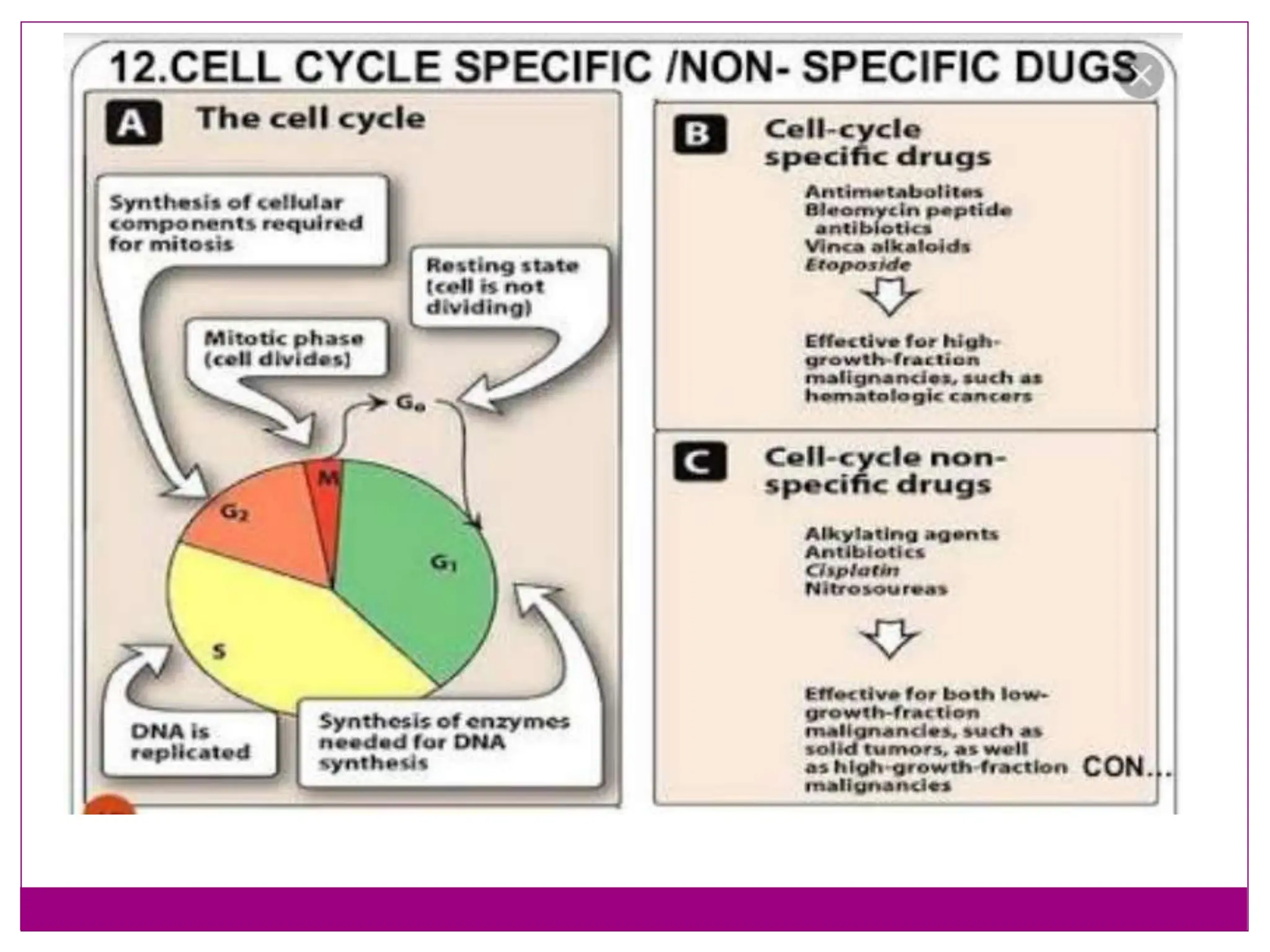 cell cycle and control checkpoints throght  cyclin cdk complex