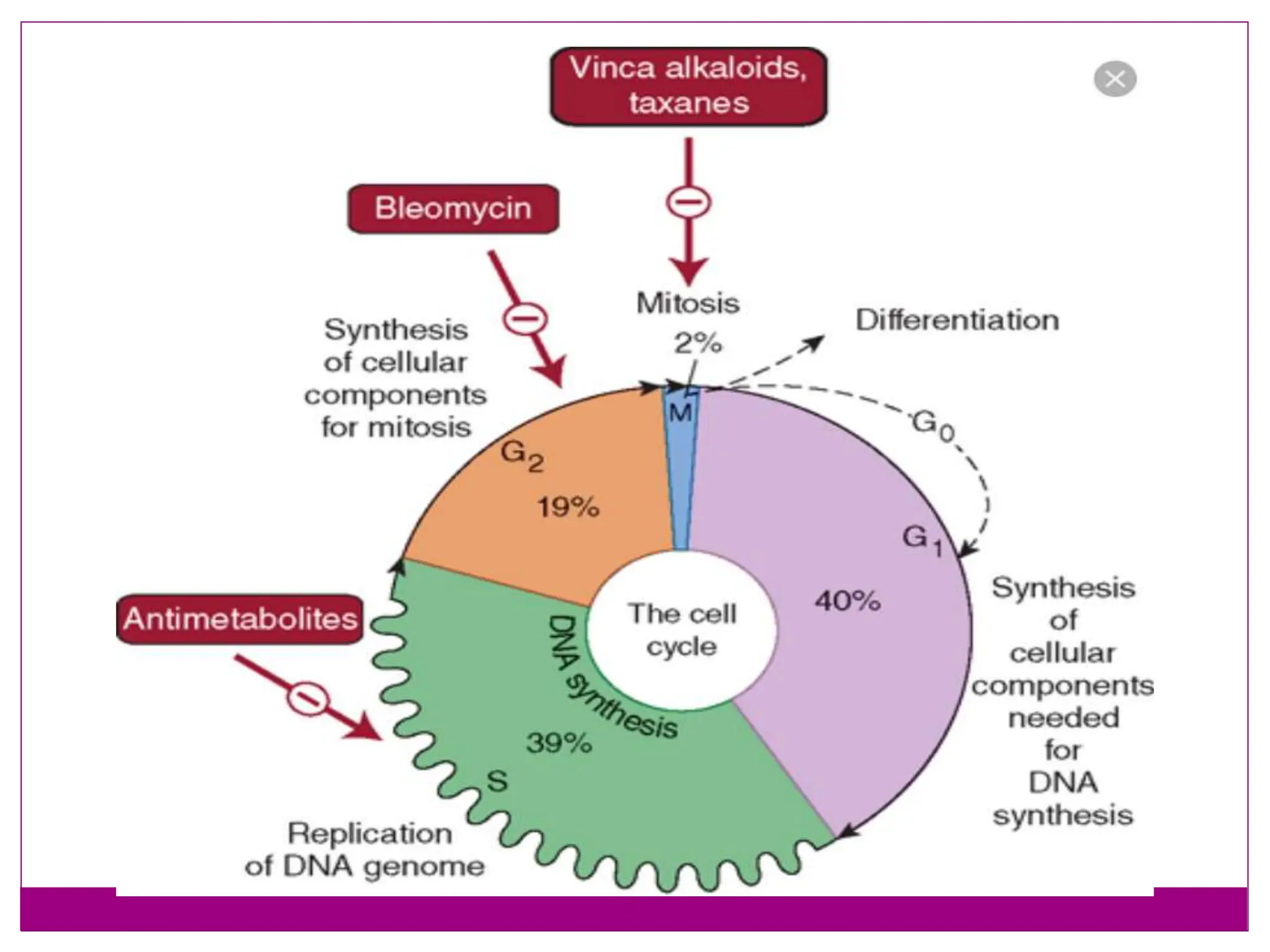 cell cycle and control checkpoints throght  cyclin cdk complex