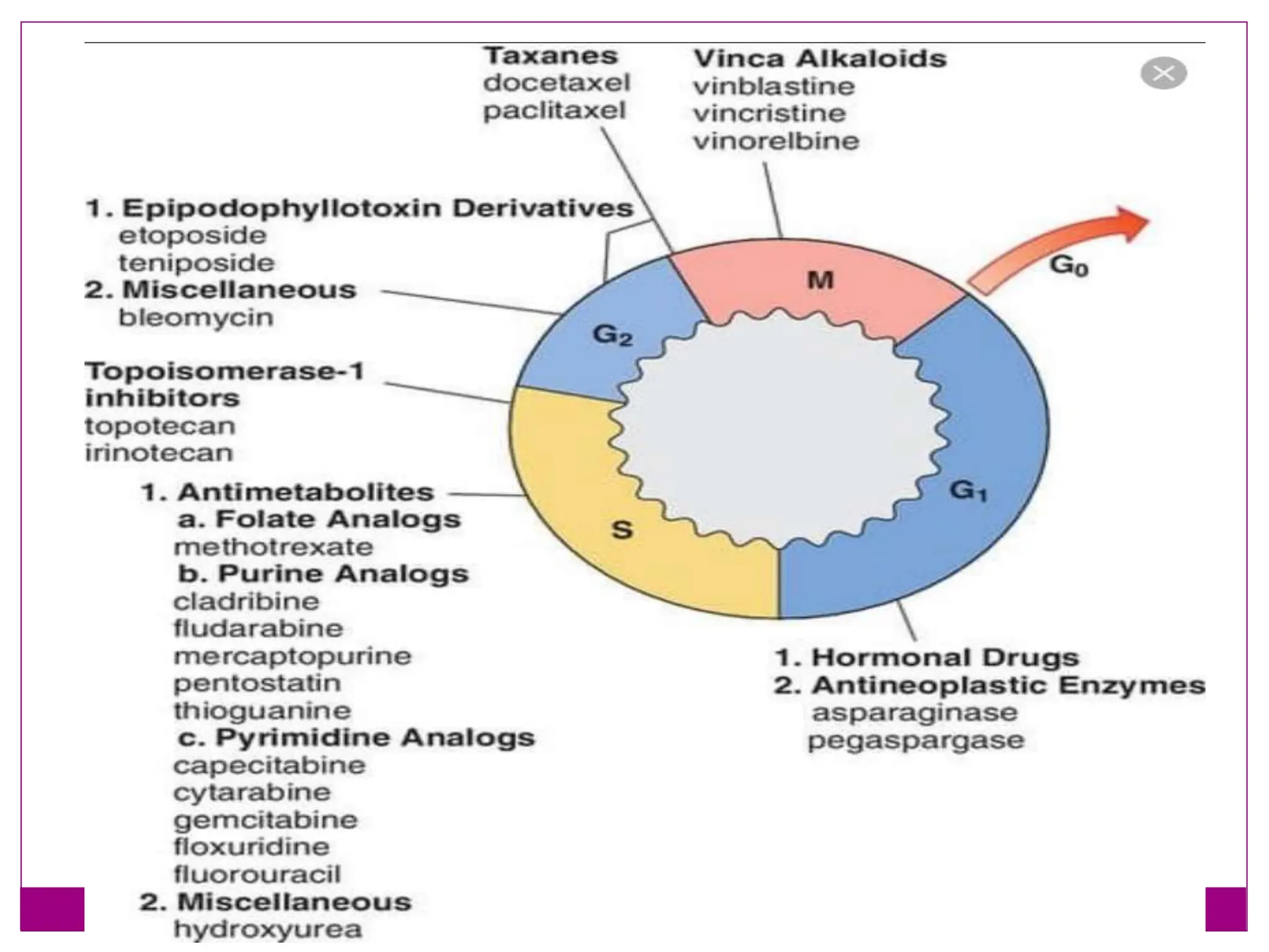cell cycle and control checkpoints throght  cyclin cdk complex