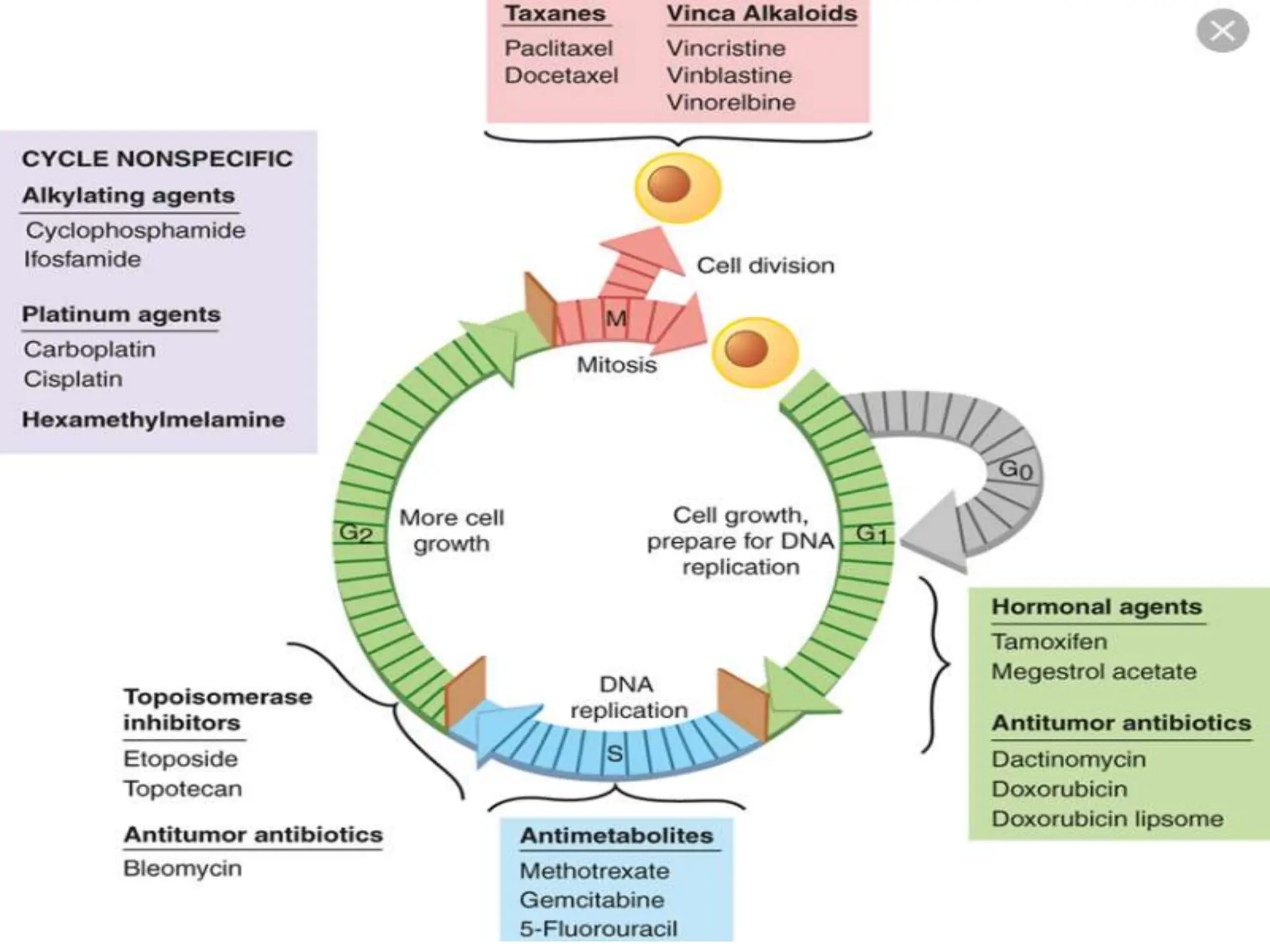 cell cycle and control checkpoints throght  cyclin cdk complex